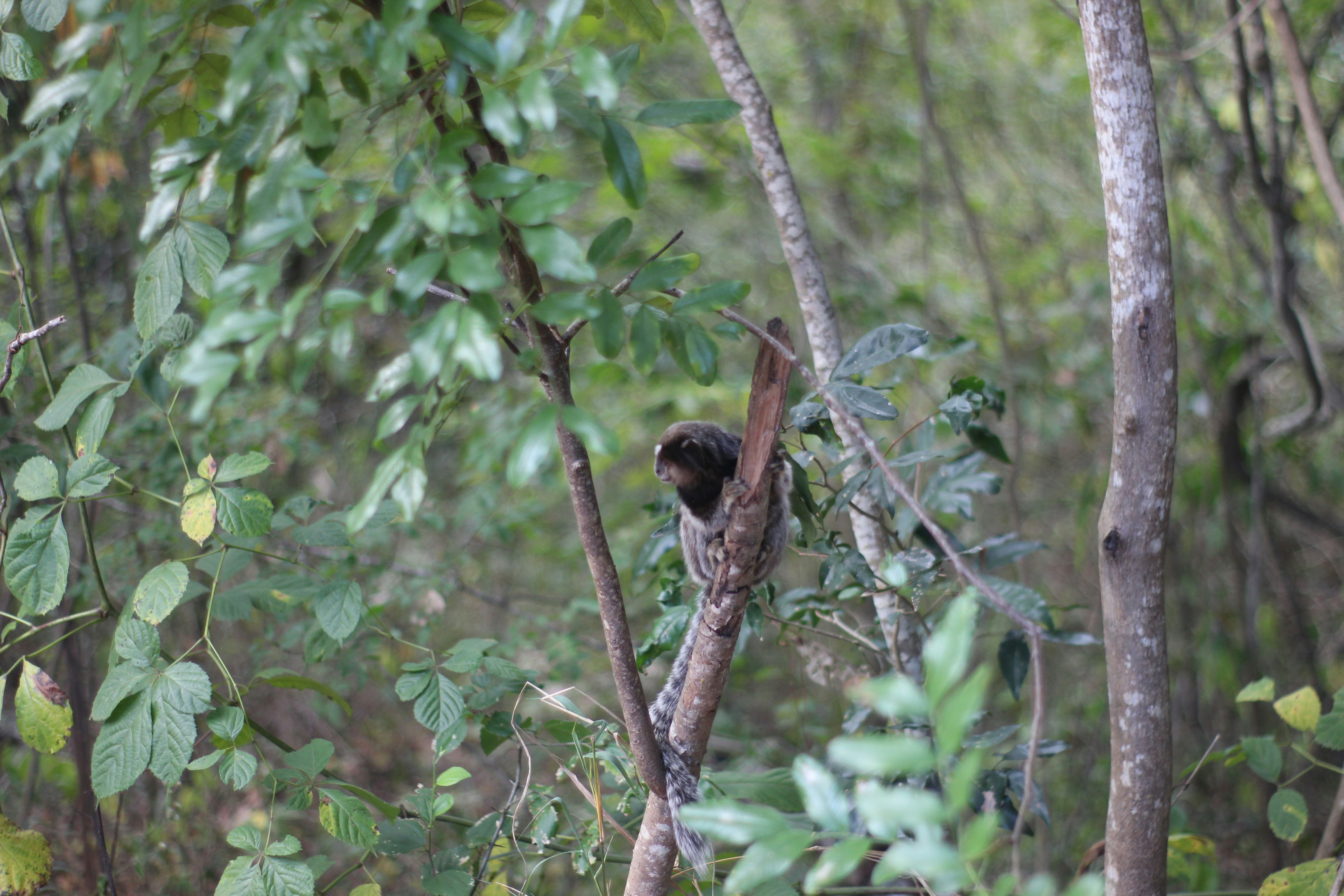 Photo by otaciliomaia