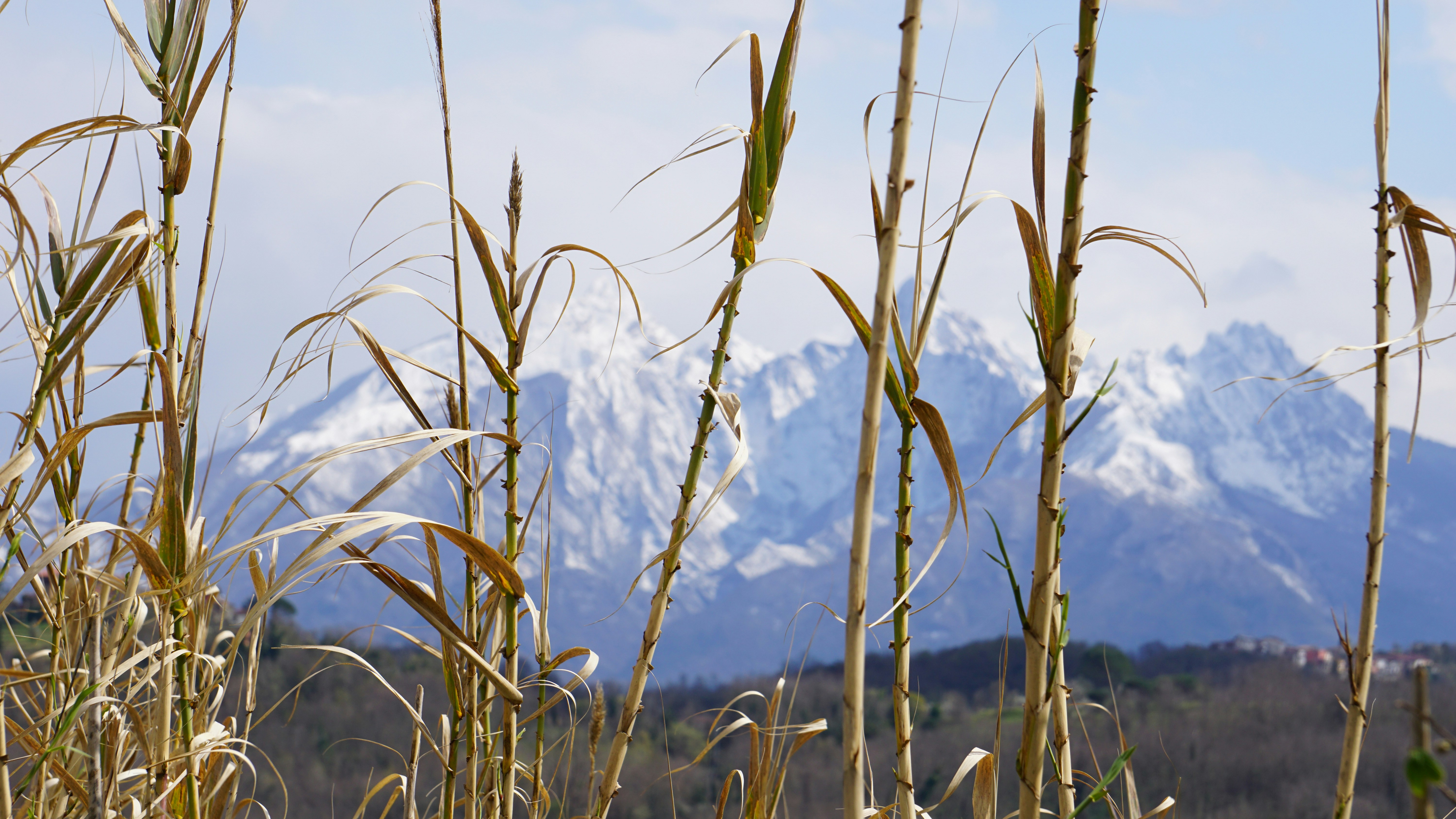 A field of tall grass with a mountain in the background