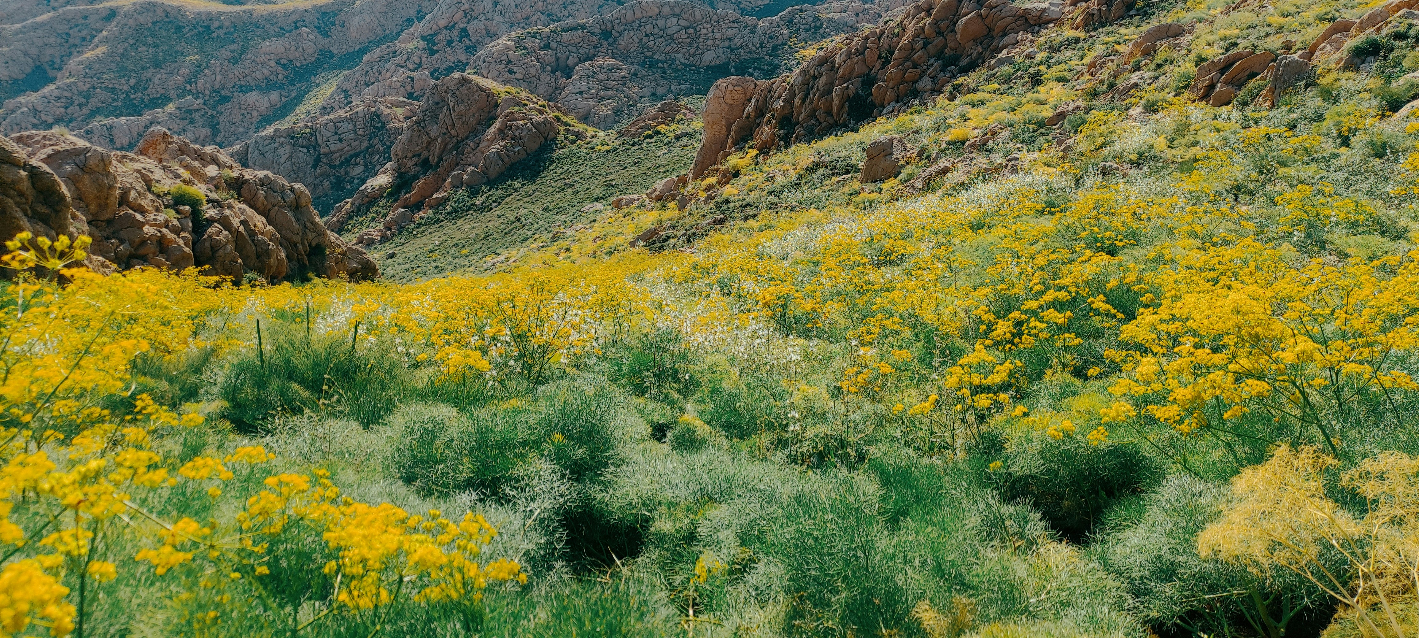 Photo by rashedpaykary