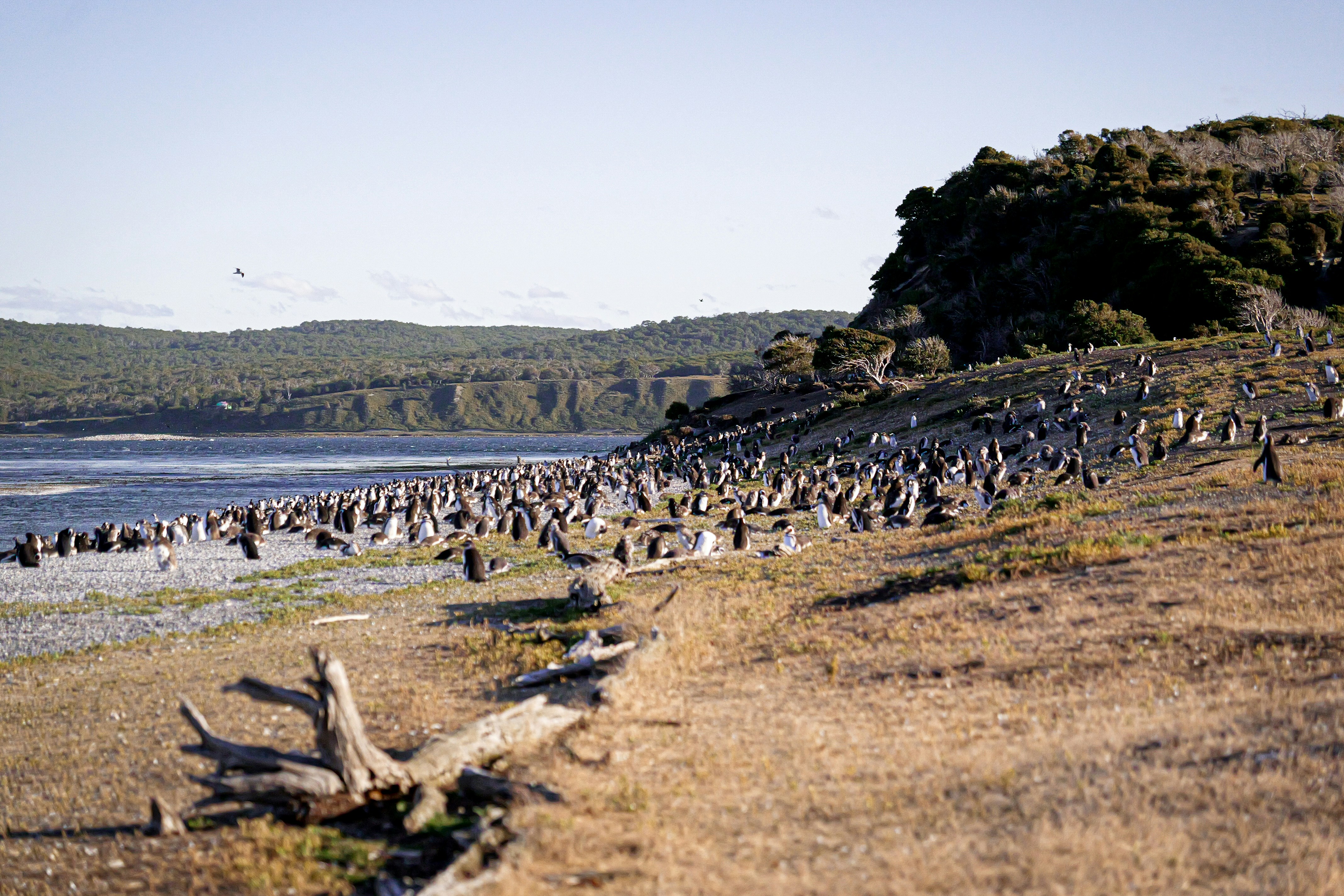 manchots sur l’île Tucker.