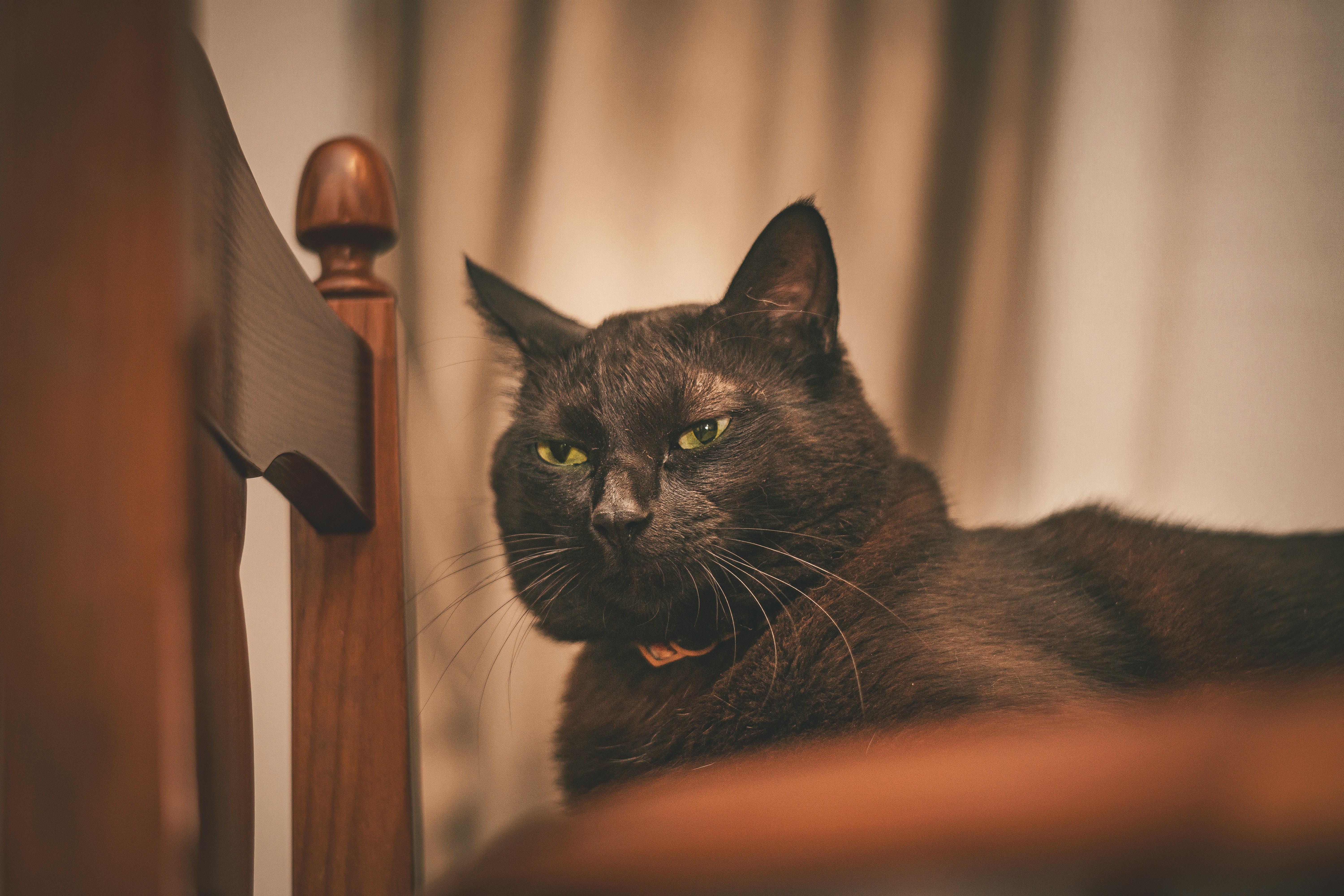 A black cat sitting on top of a wooden chair photo – Free Cat Image on ...
