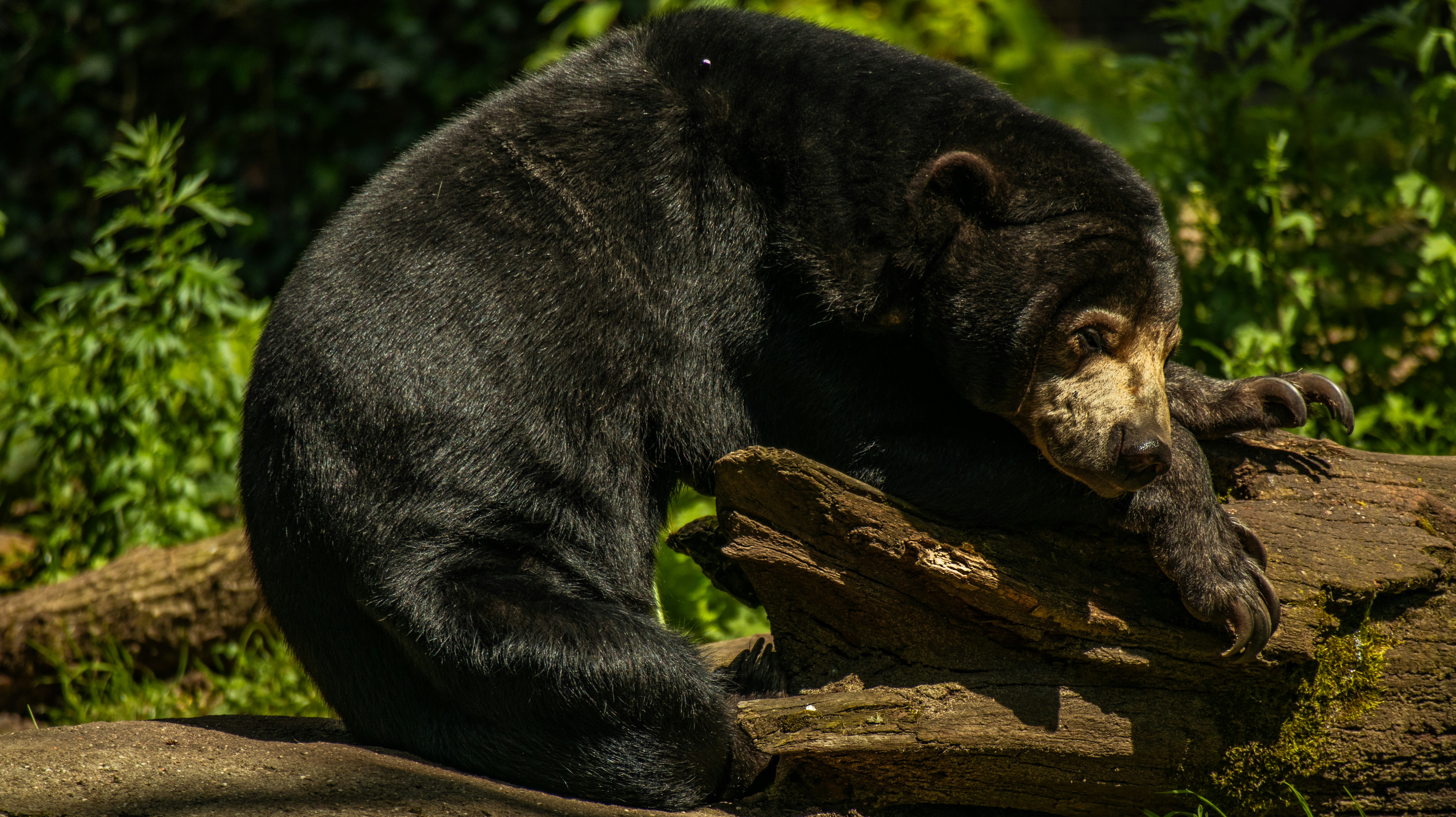 Afbeelding van Arnhem