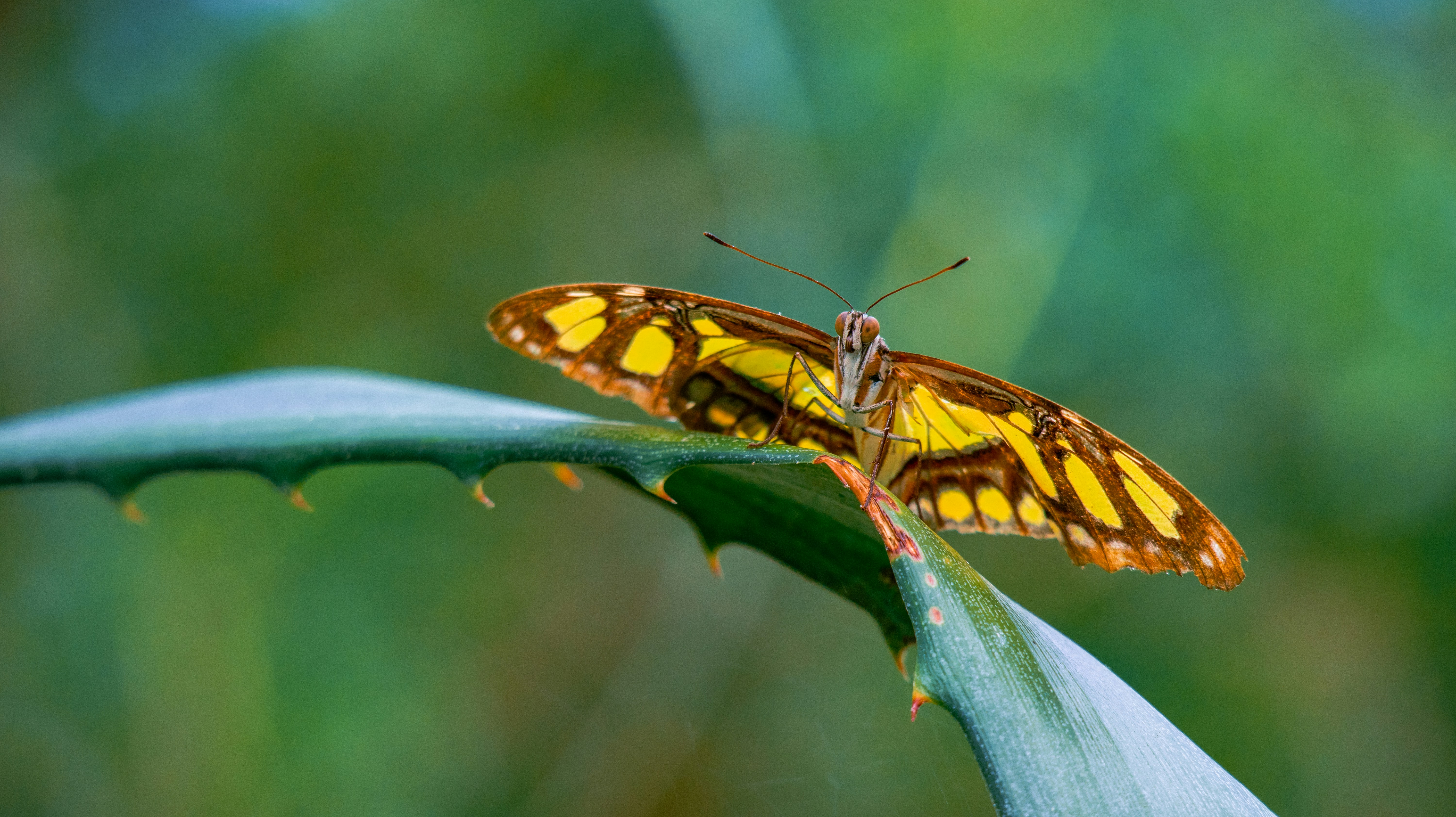 A close up of a butterfly on a leaf