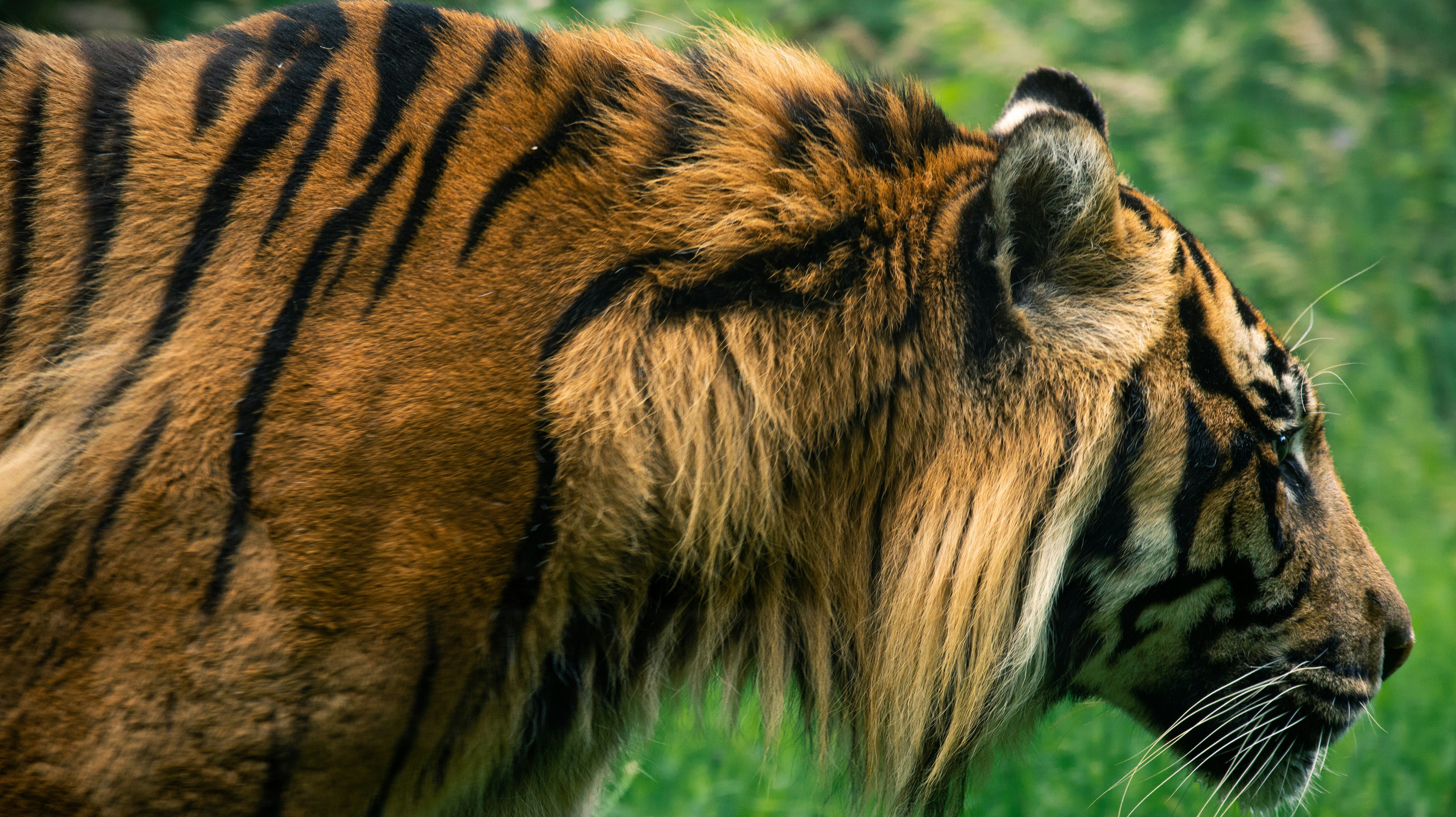 The Power of Scent: Nature’s Invisible Ink (image credits: unsplash)