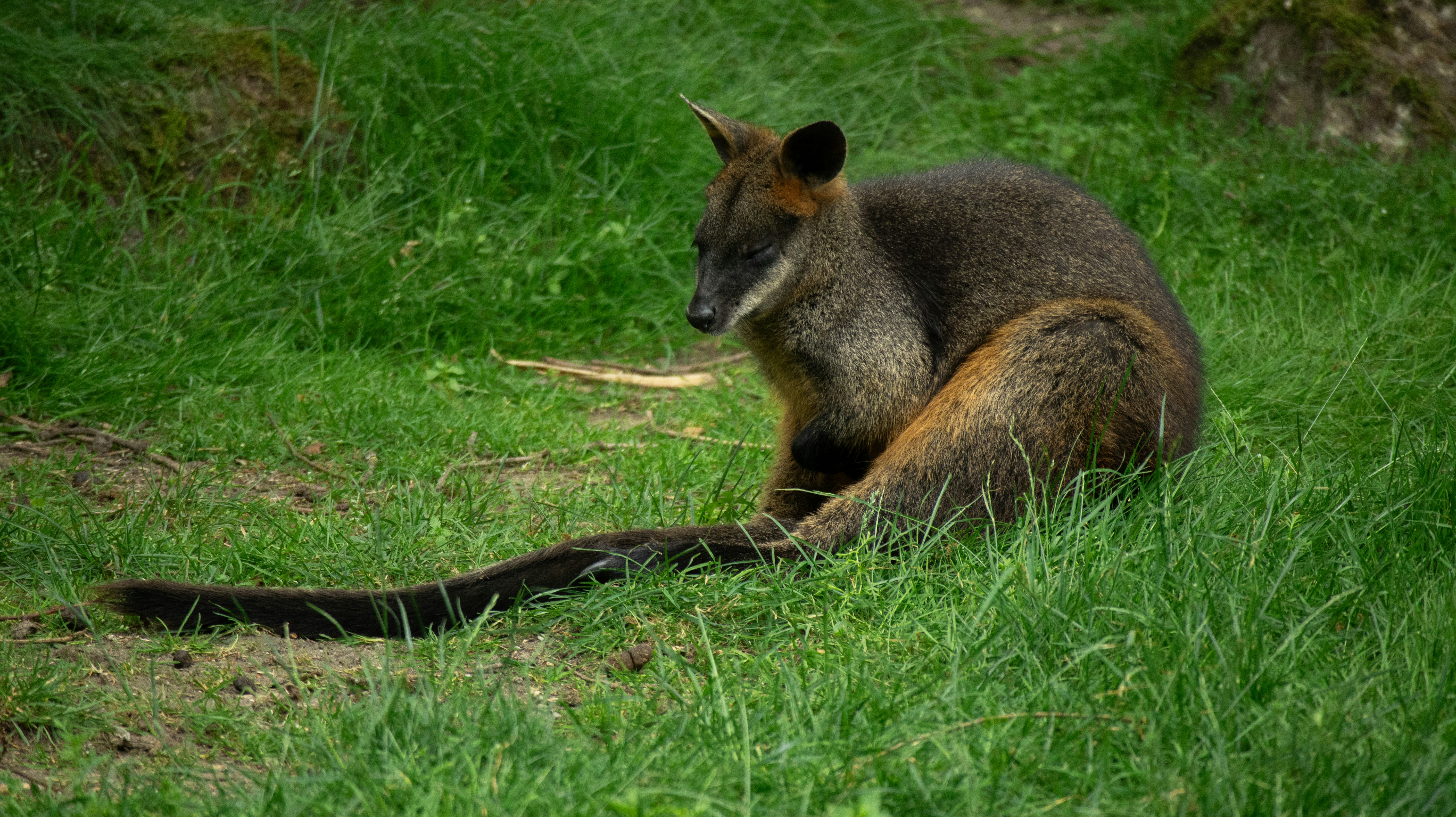 Afbeelding van Arnhem