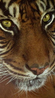 A close up of a tiger's face with yellow eyes