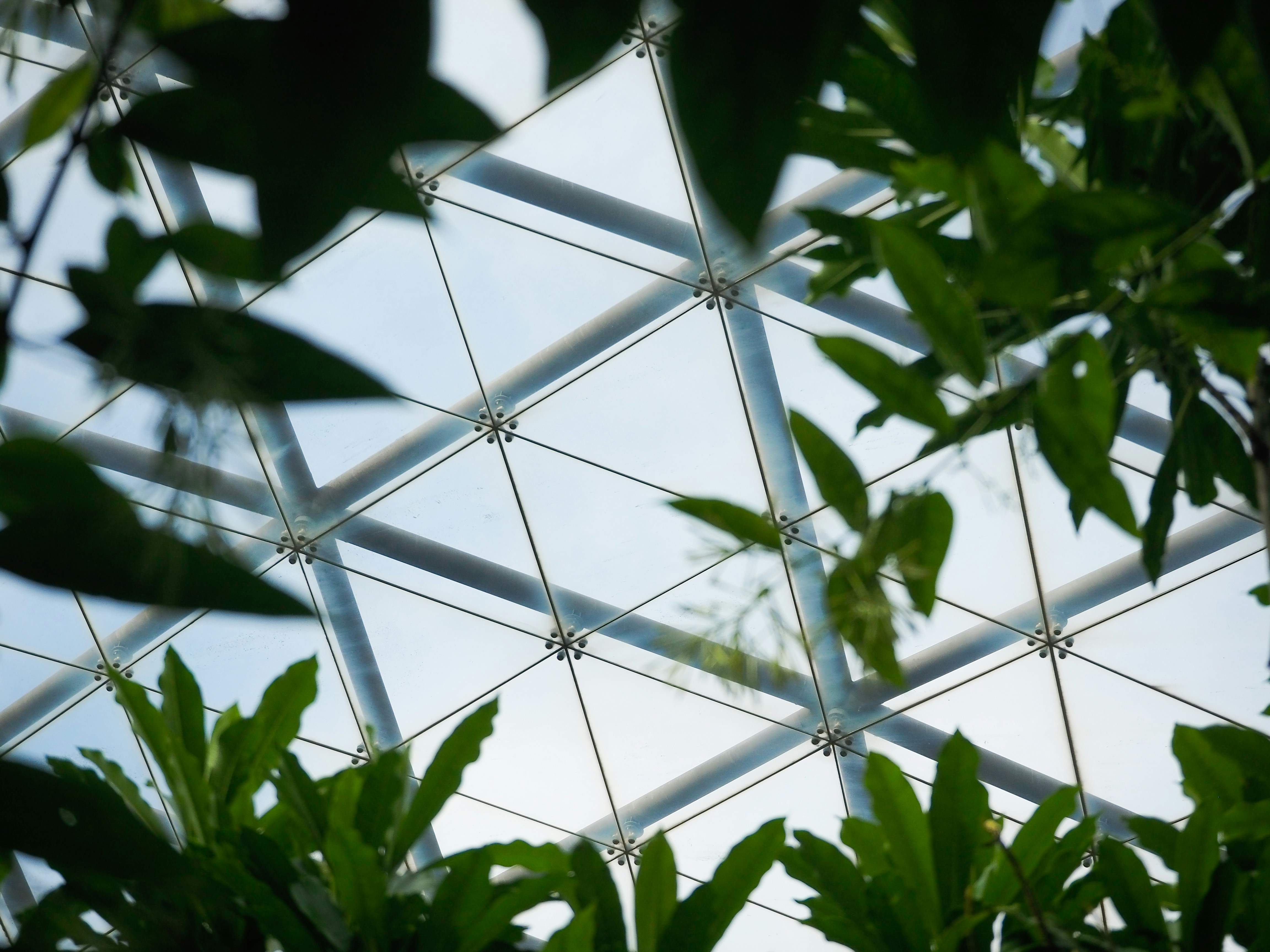 A view of the inside of a greenhouse through the leaves