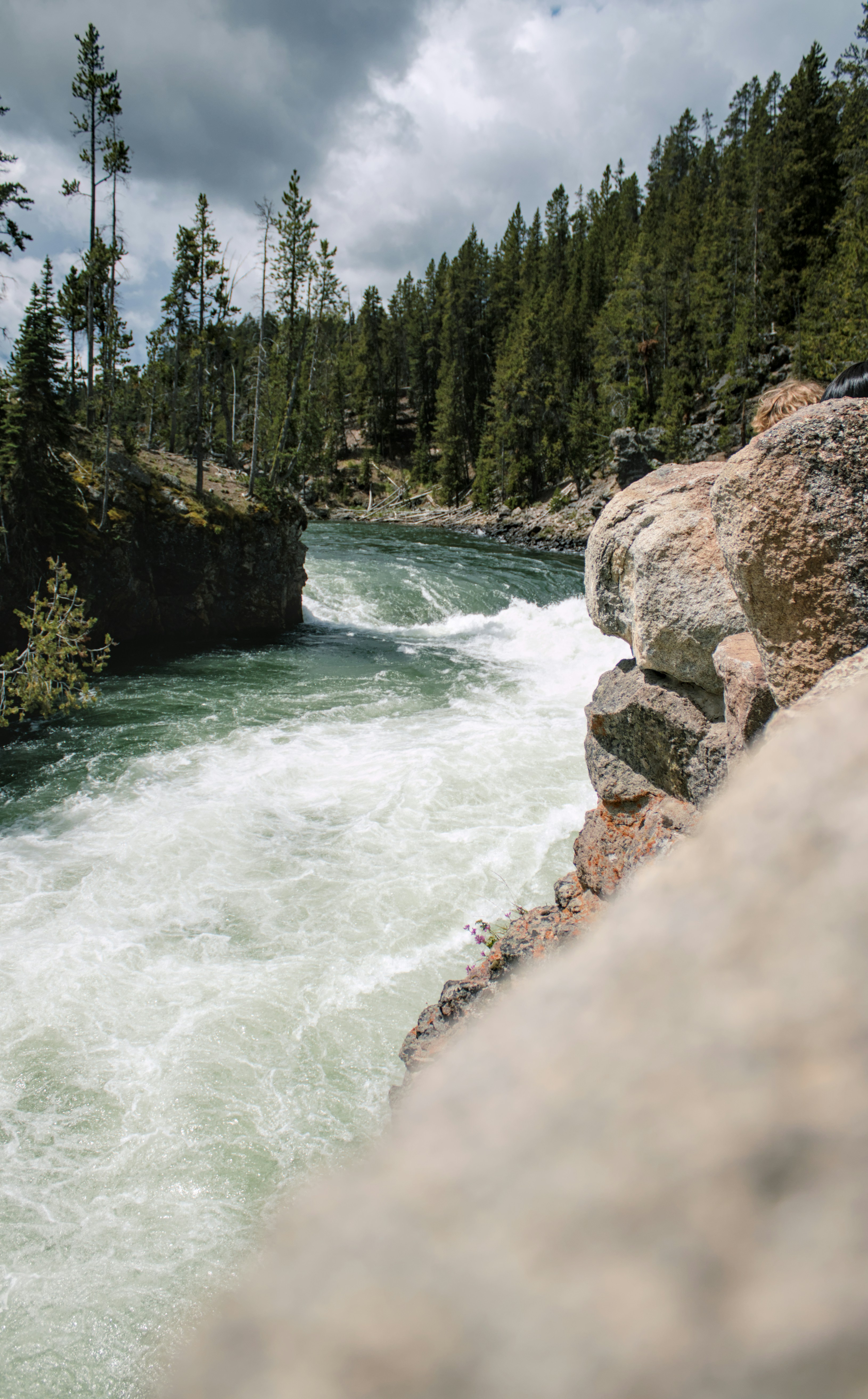 A river running through a forest filled with trees