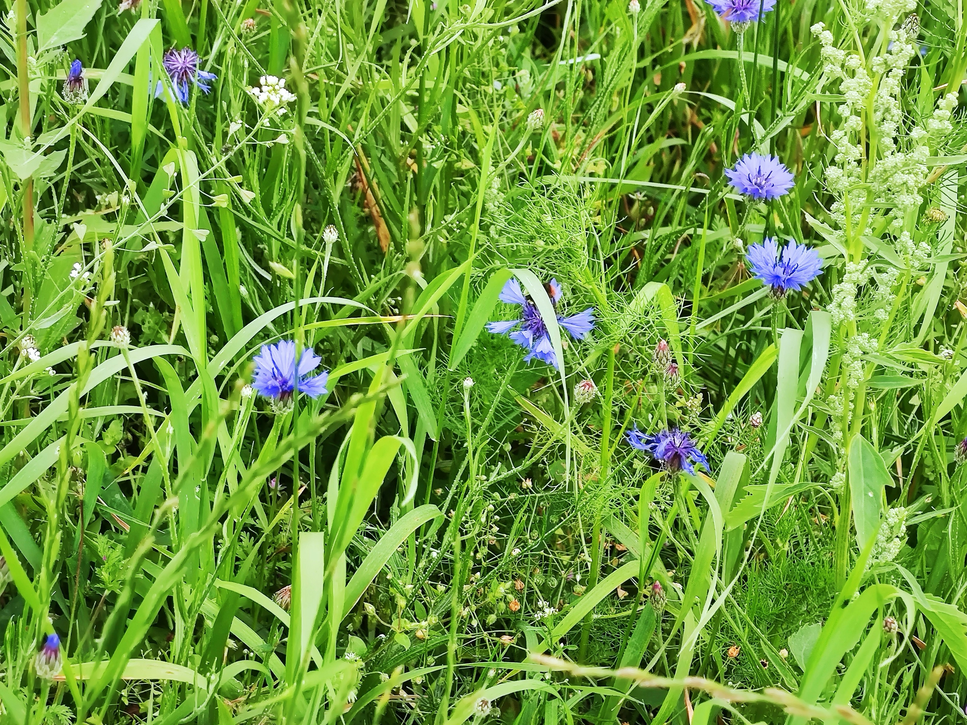 Photo by henrikvoiceofdenmark