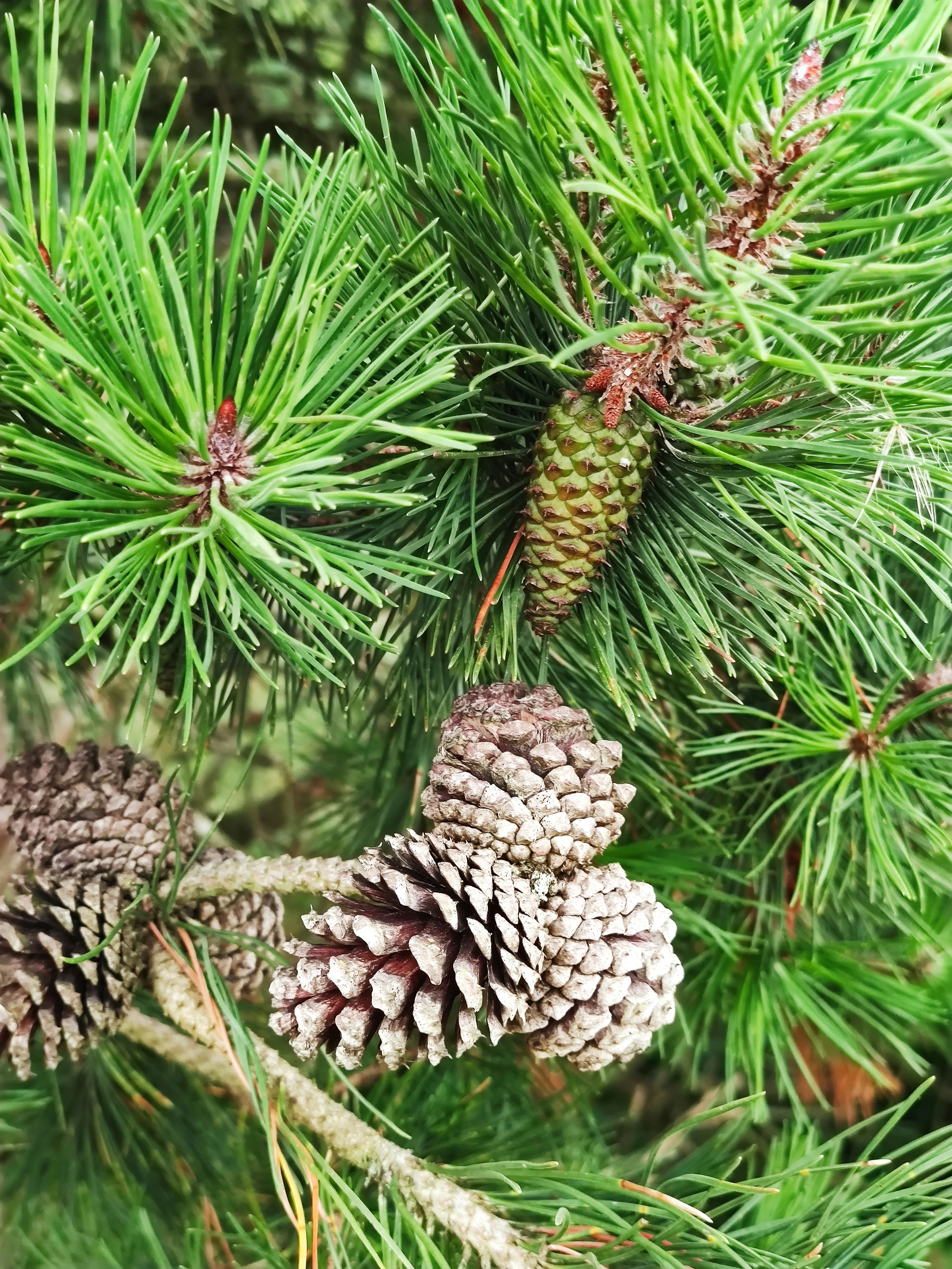 Photo by henrikvoiceofdenmark