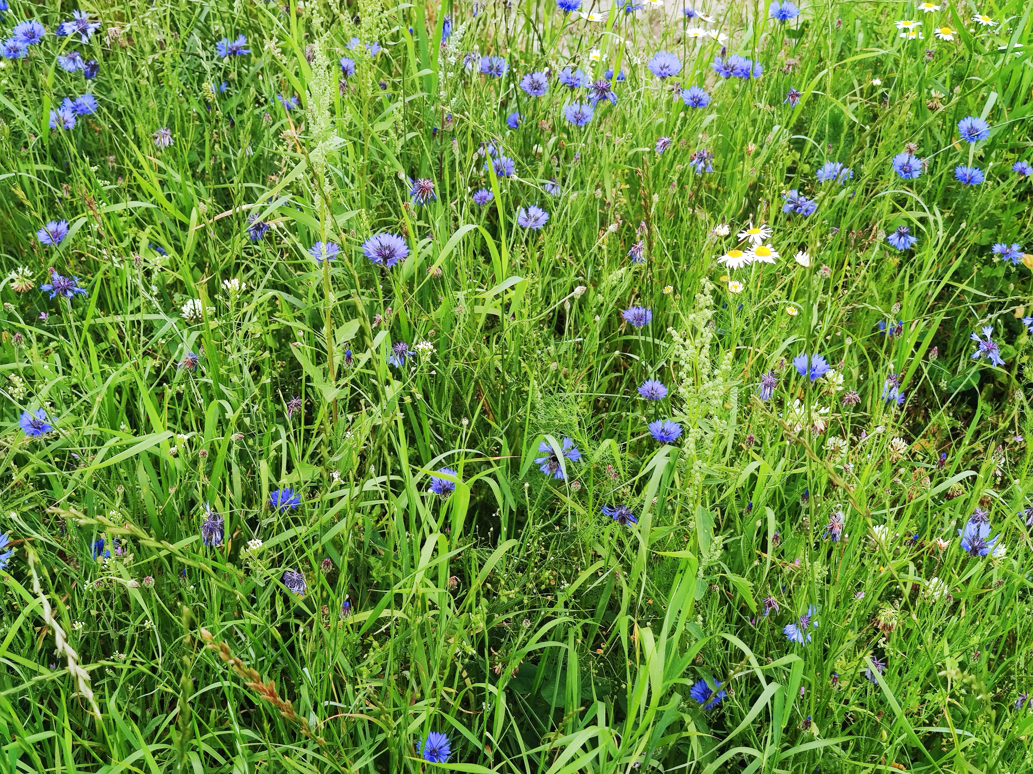 Photo by henrikvoiceofdenmark