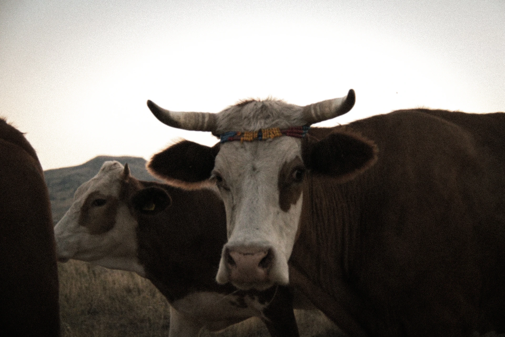 A couple of cows standing next to each other on a field