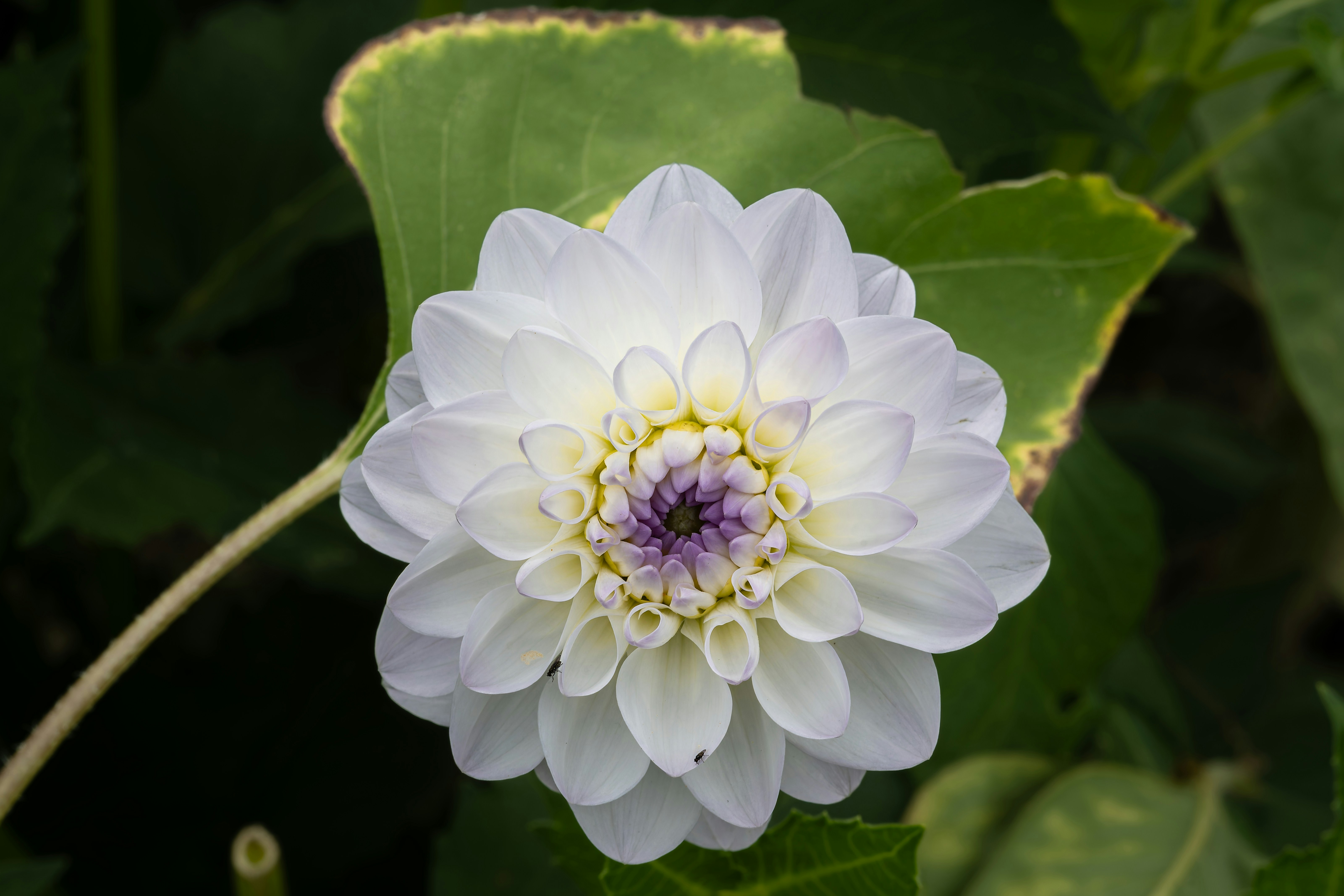 Photo by siegfriedpoepperl