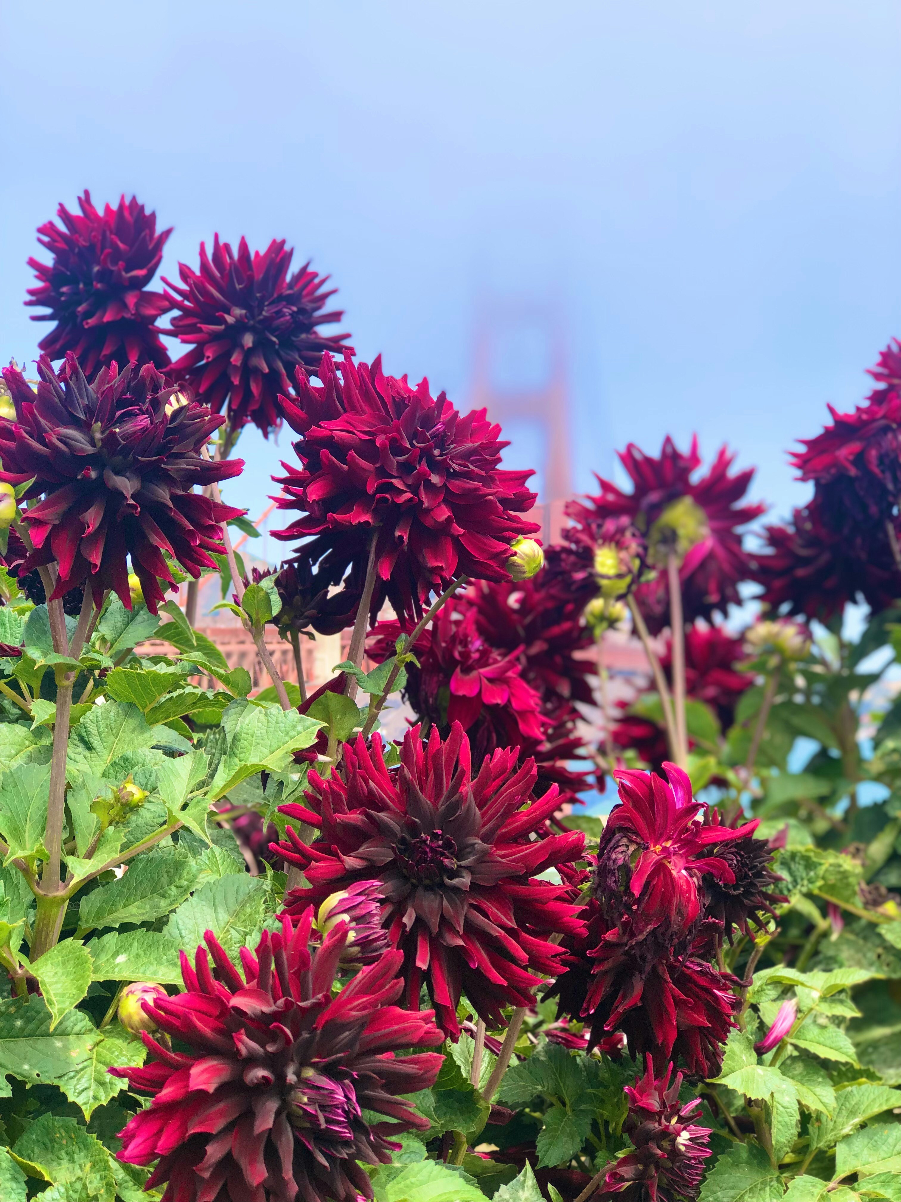 Un bouquet de fleurs qui sont dans l’herbe