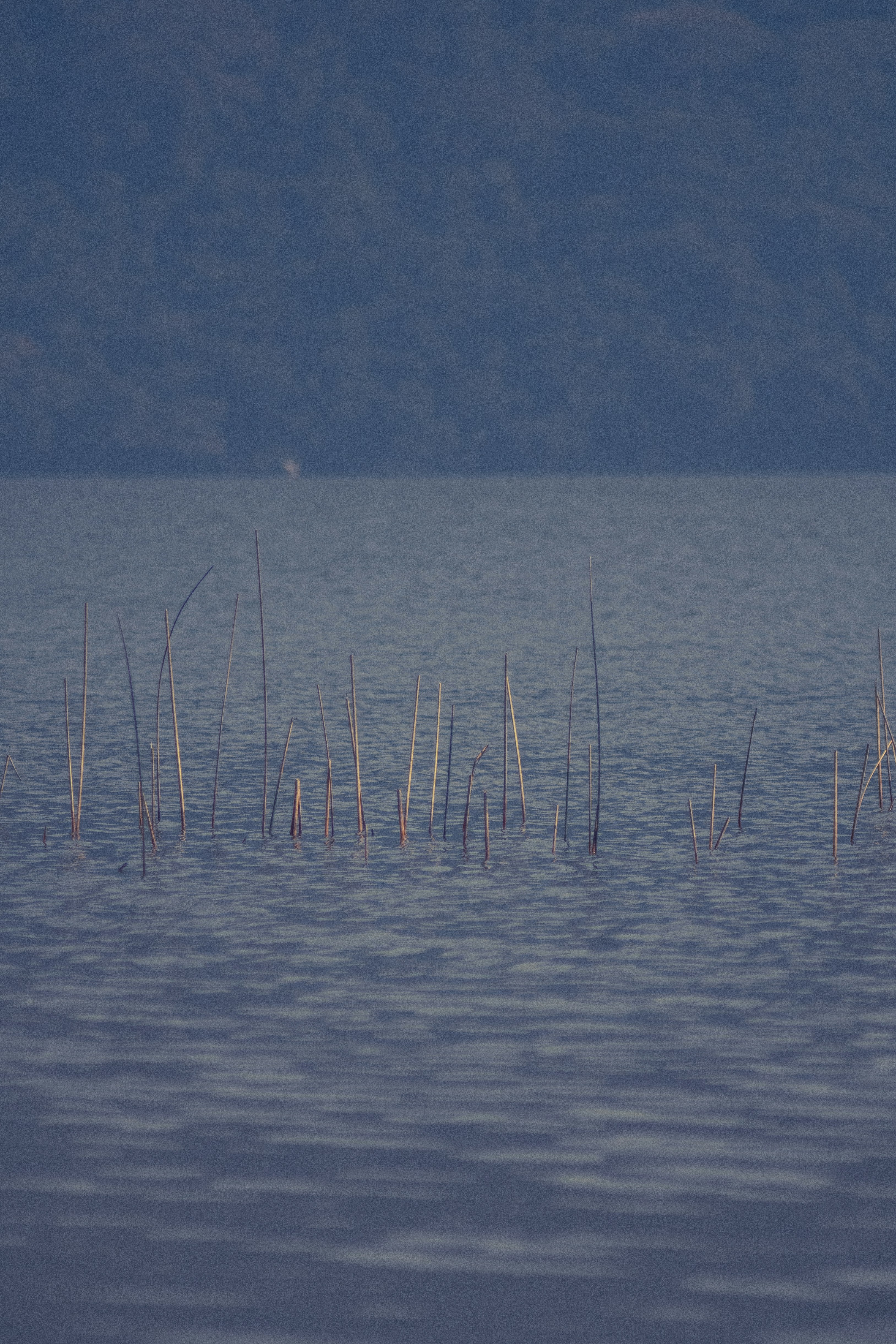 A bird flying over a body of water