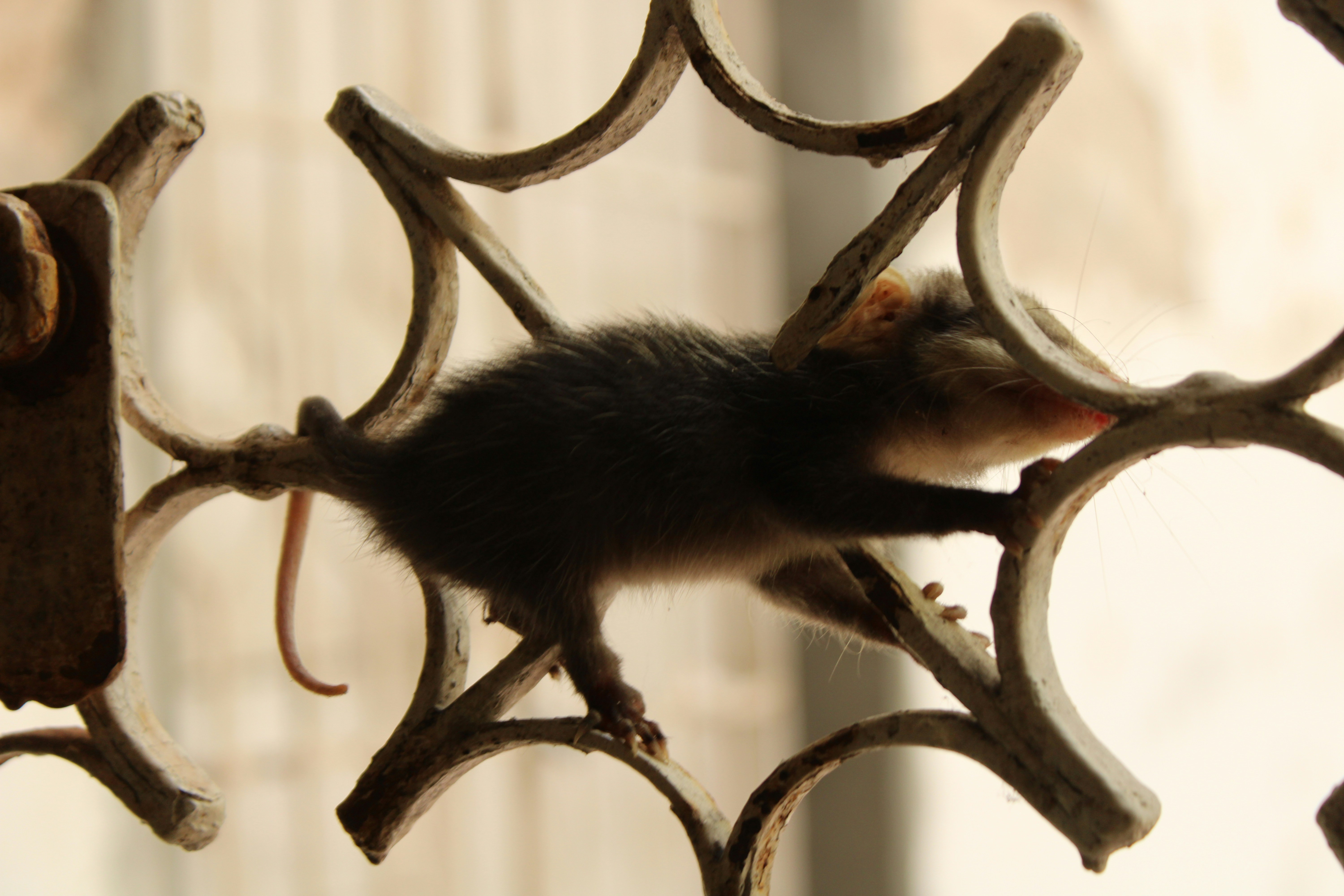 A rat is sitting on a metal fence