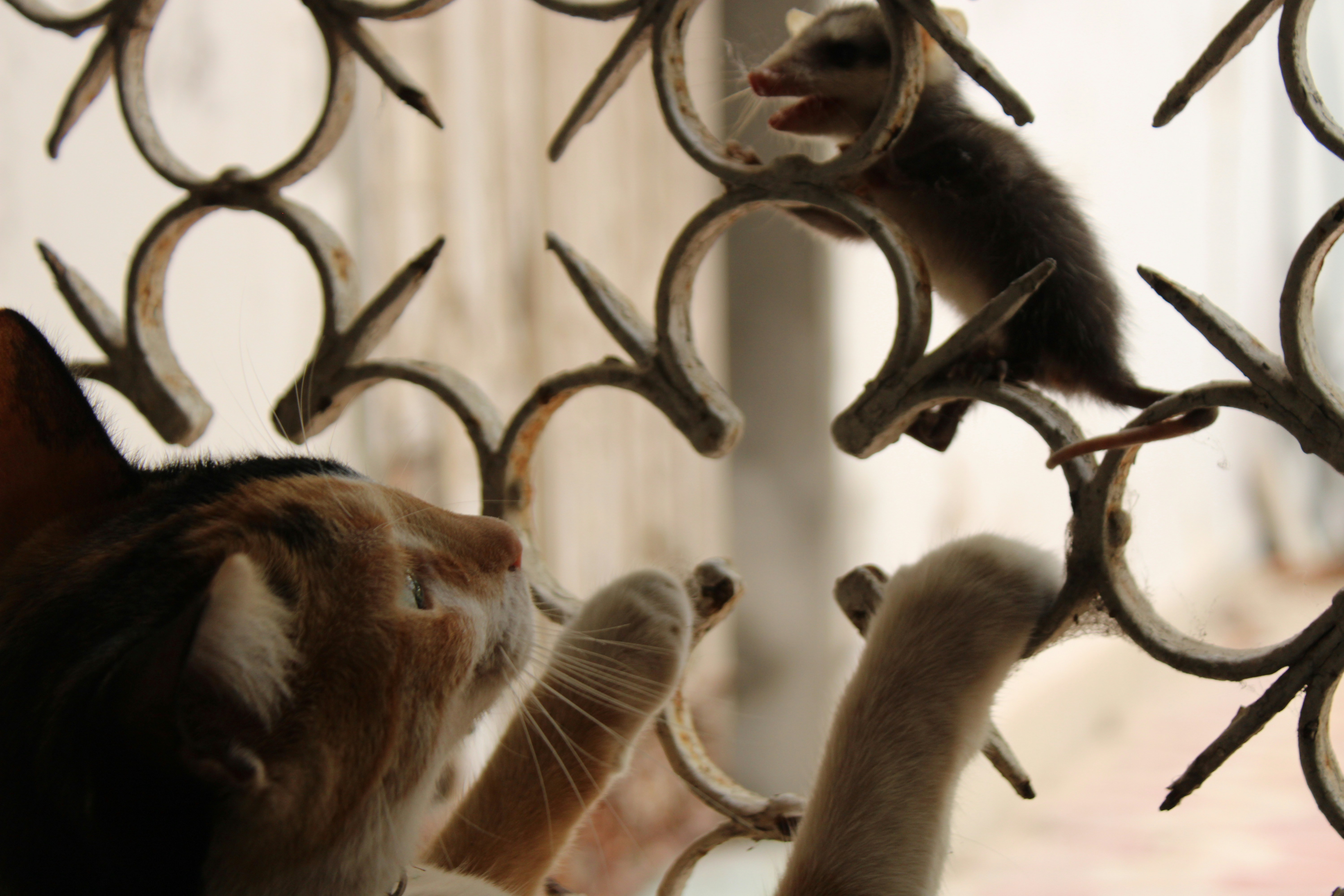 A cat looking out a window at a mouse