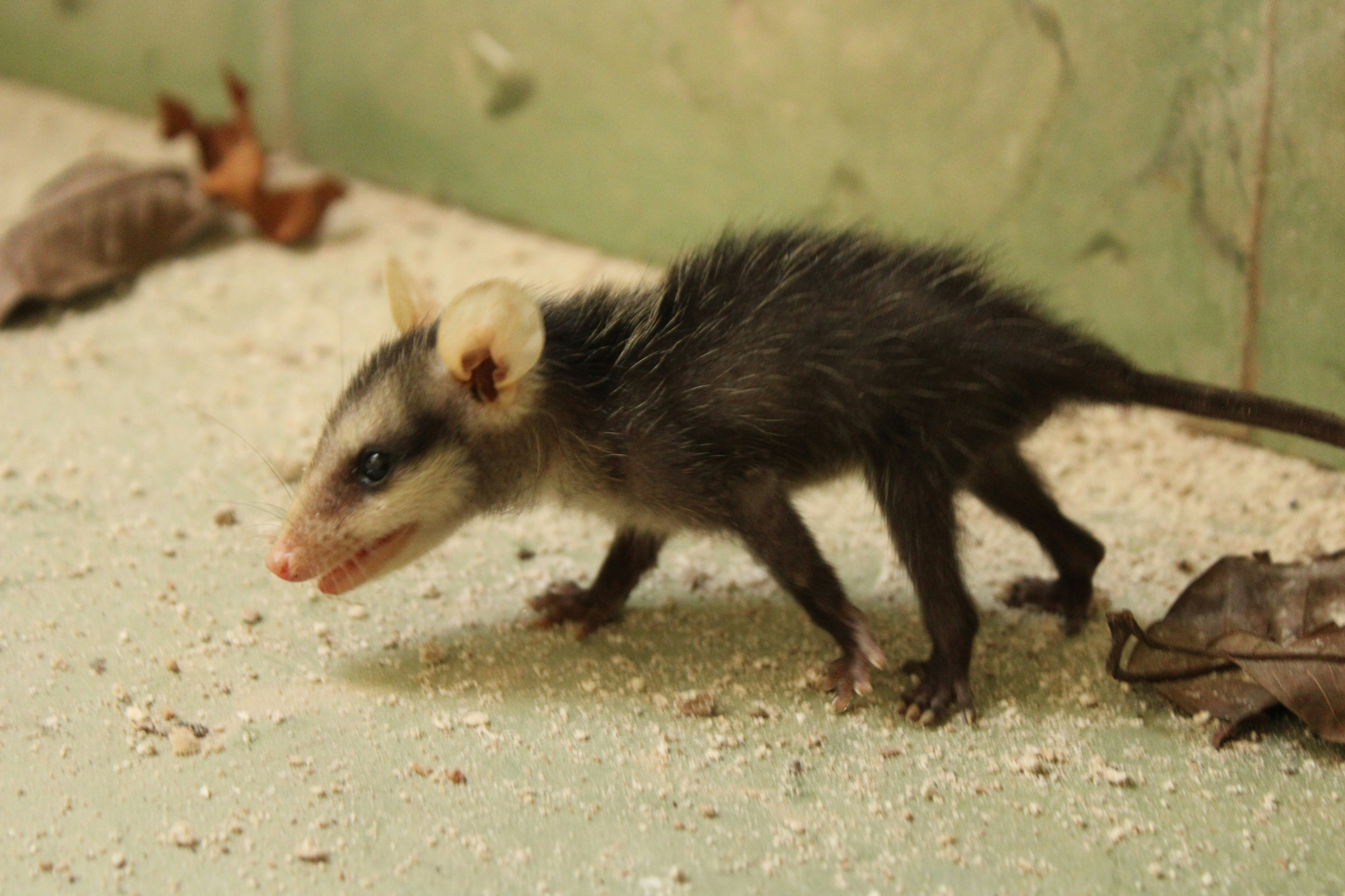 Garbage Disposal Units That Never Break Down (image credits: unsplash)