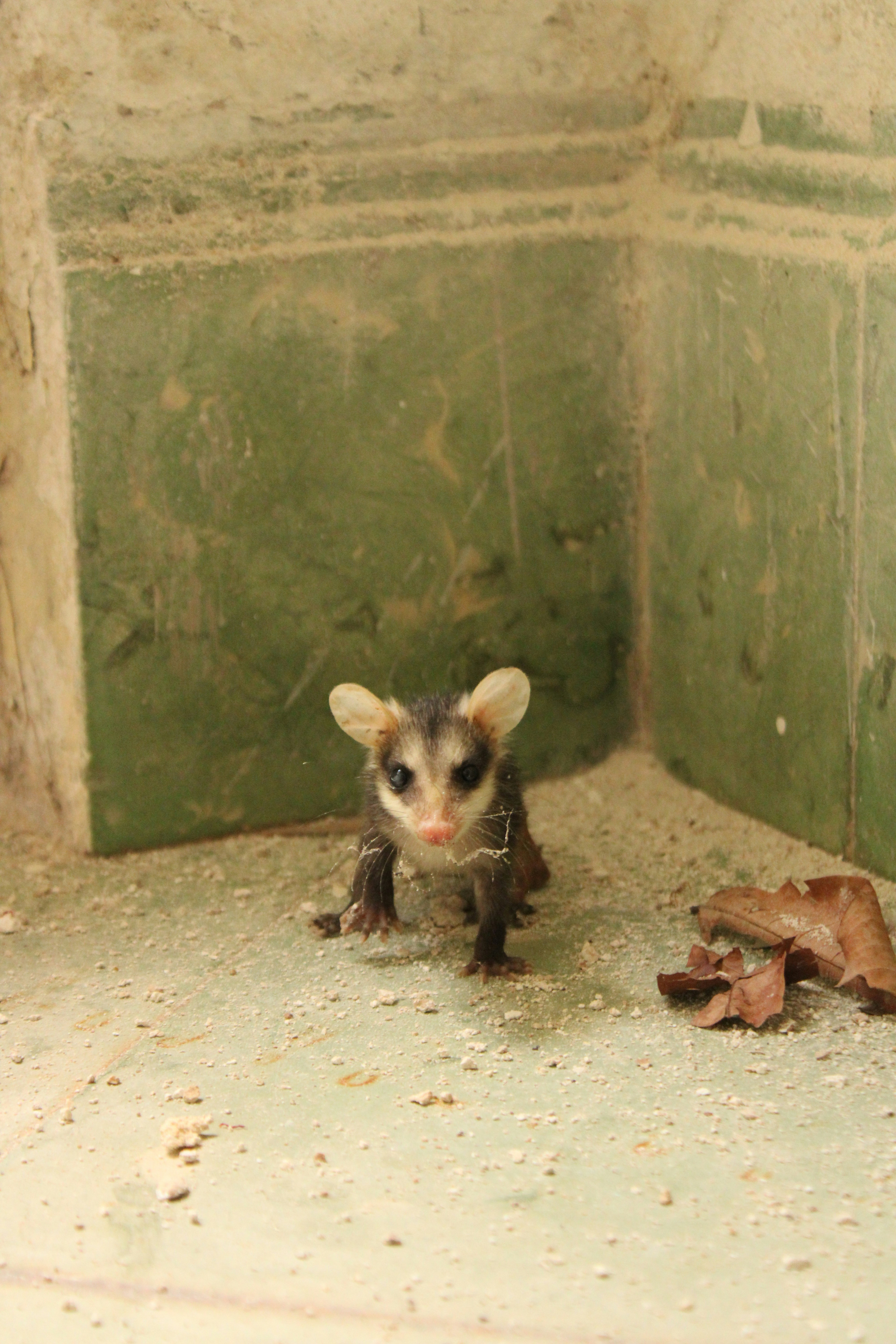 A small animal sitting in a corner of a room
