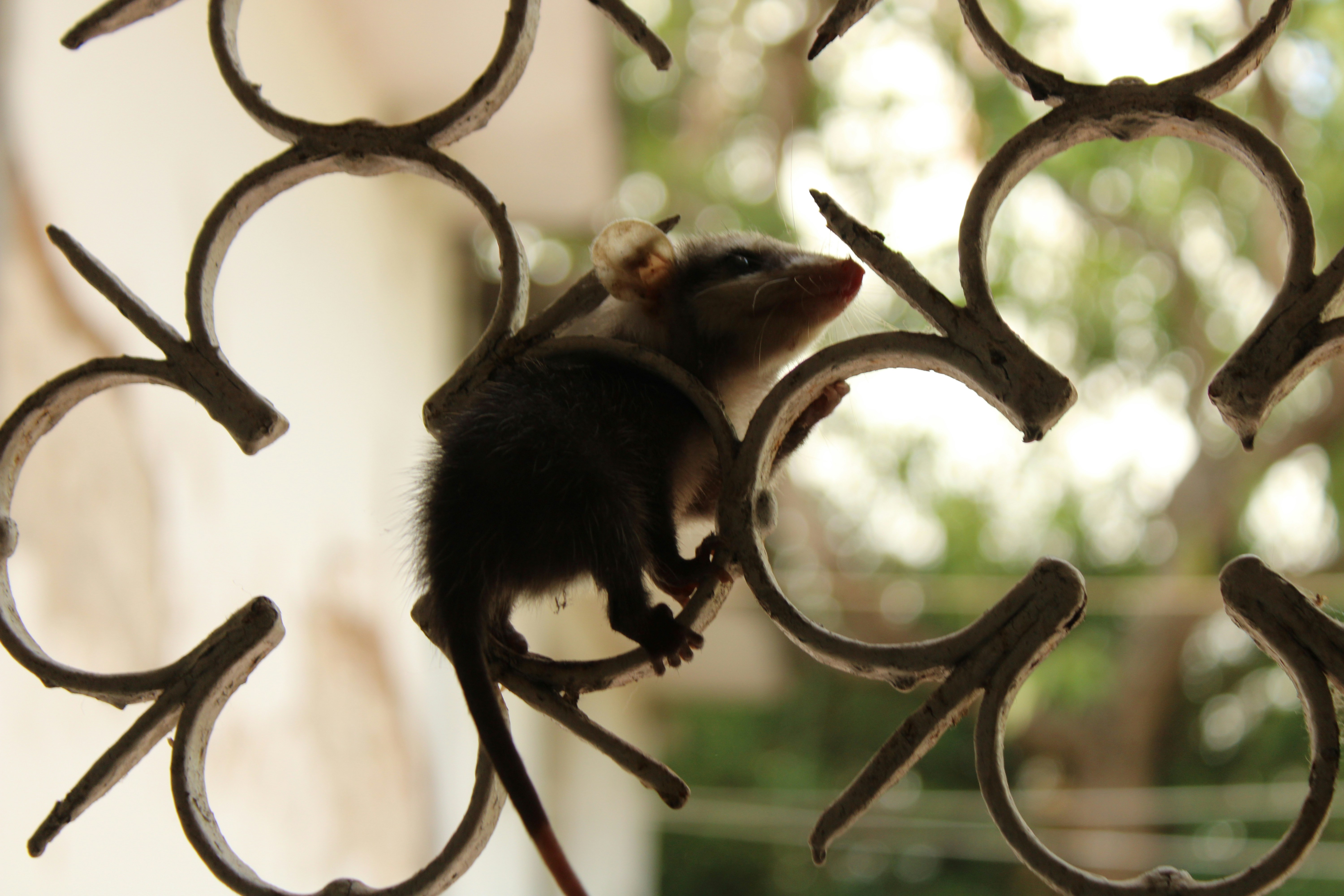 A small animal sitting on top of a metal fence