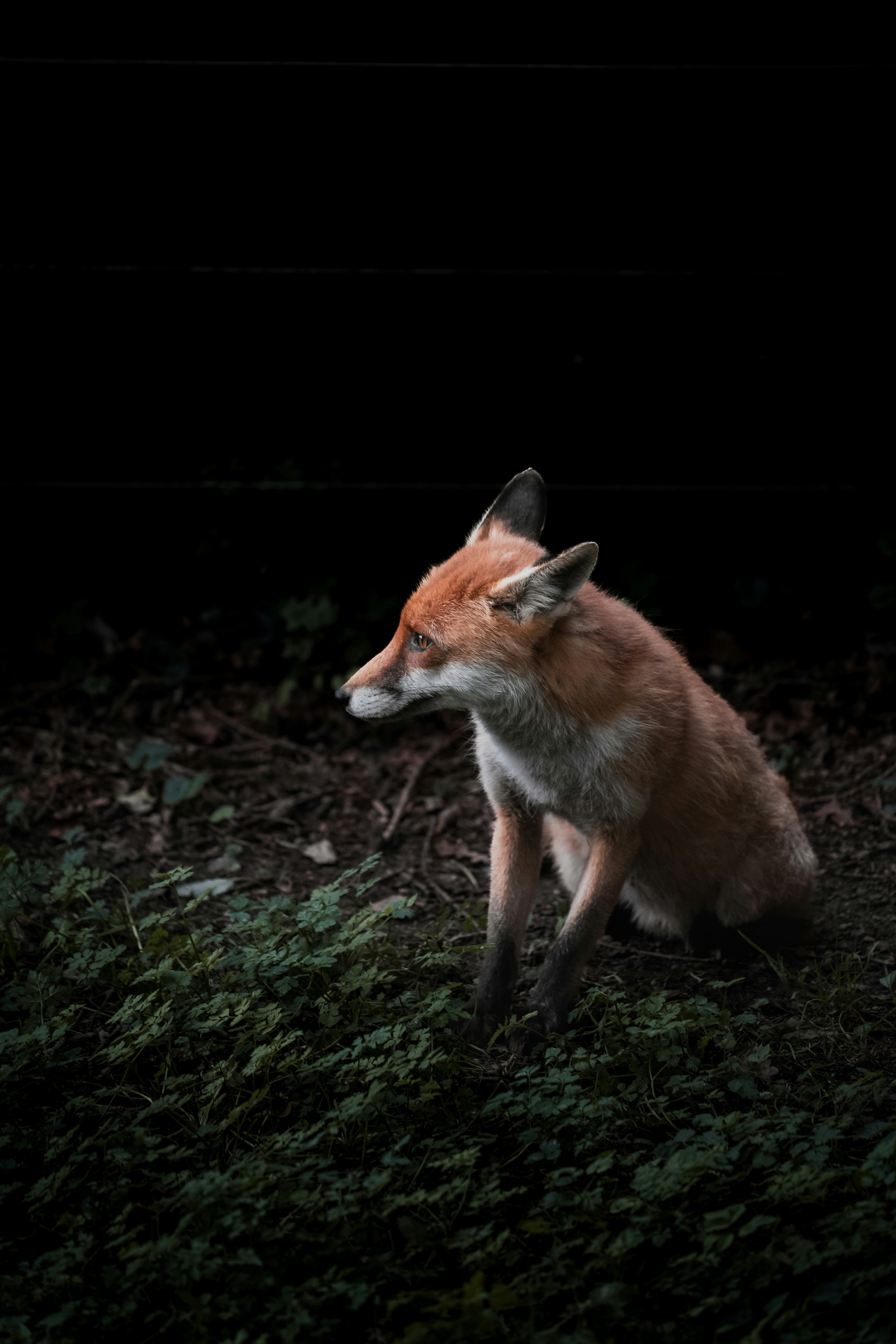 Uma raposa vermelha sentada na grama à noite foto – Imagem grátis sobre  Animal na Unsplash, image size:3000x4500