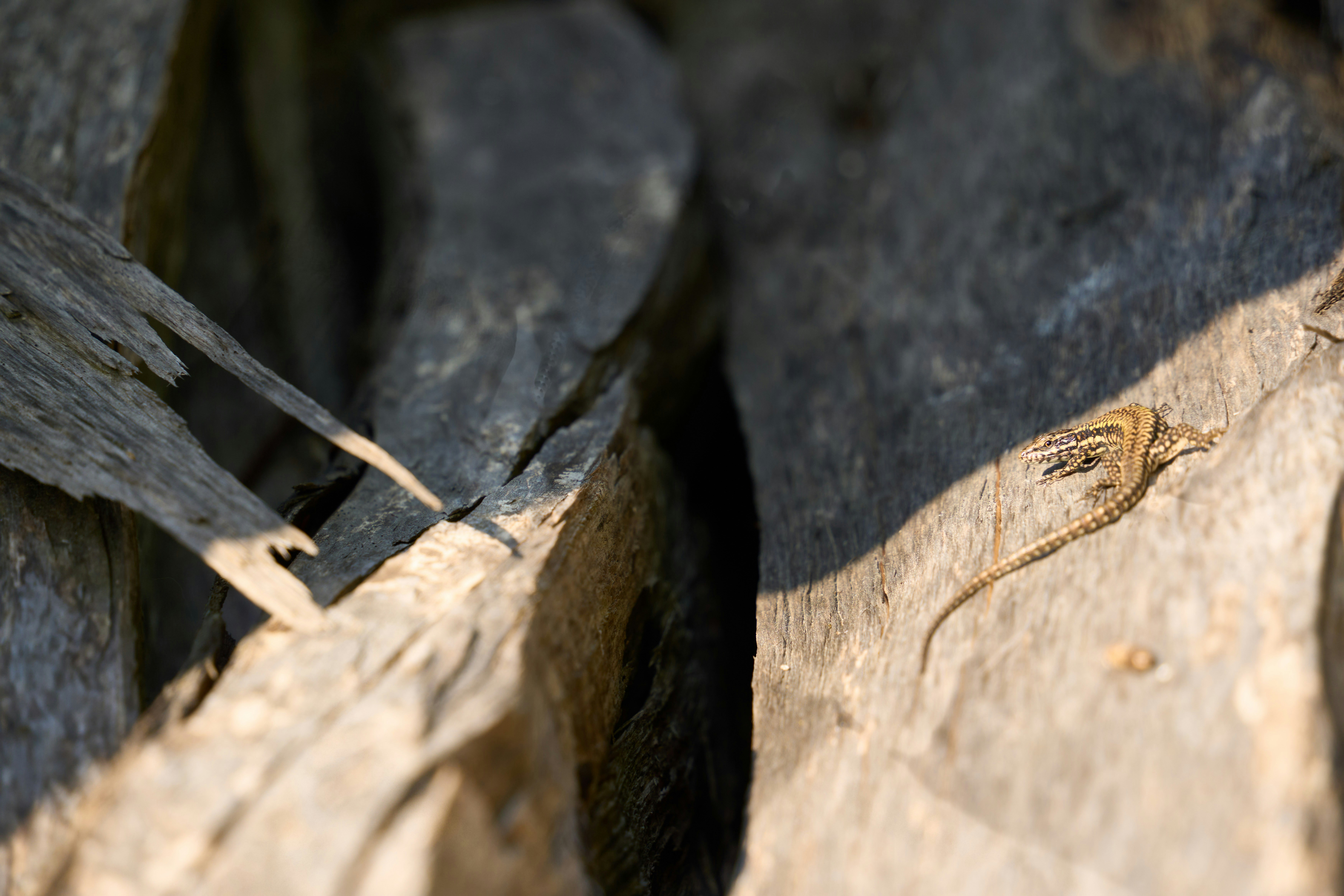 Photo by wolfgang_hasselmann