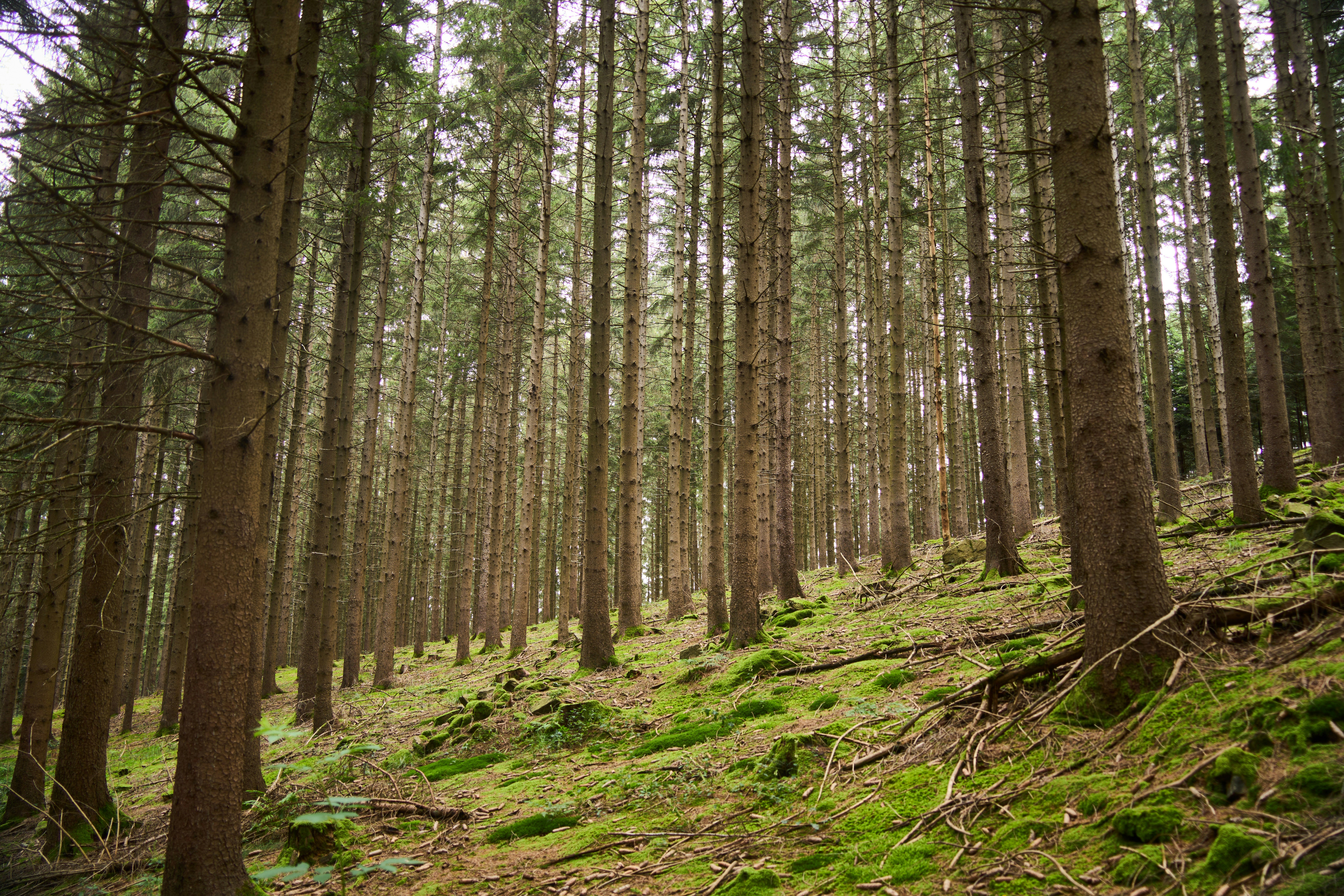 Photo by wolfgang_hasselmann