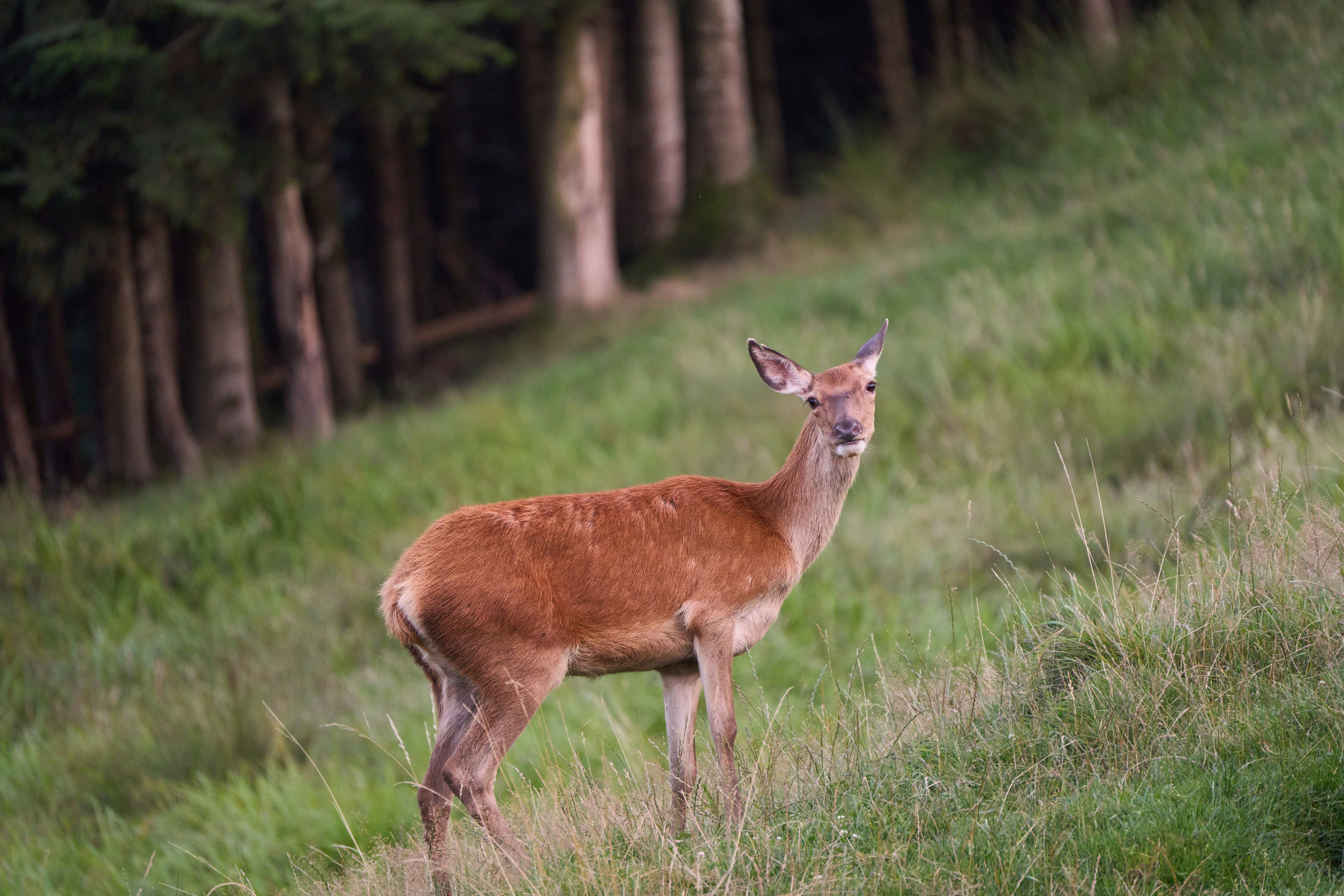 Photo by wolfgang_hasselmann