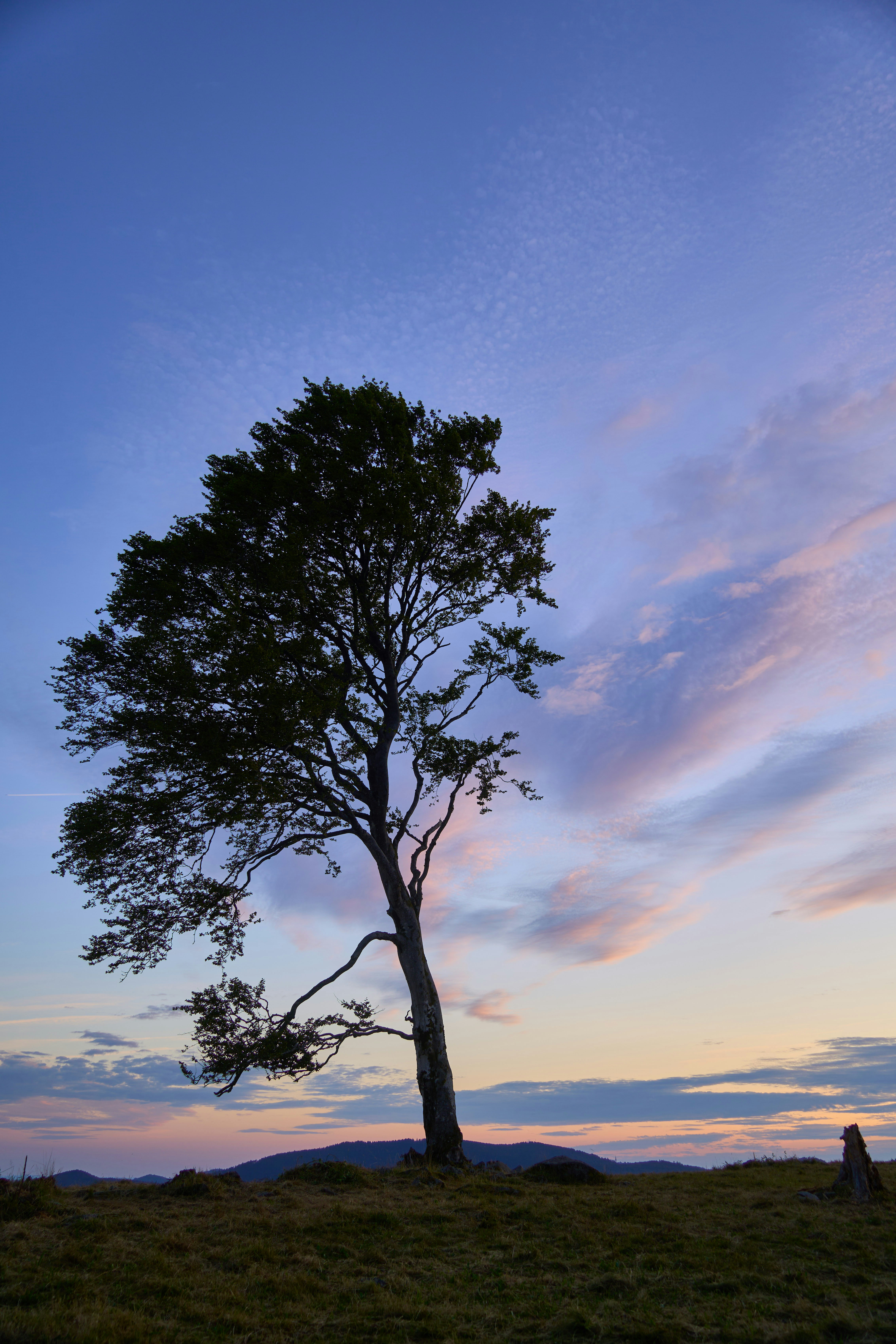 Photo by wolfgang_hasselmann