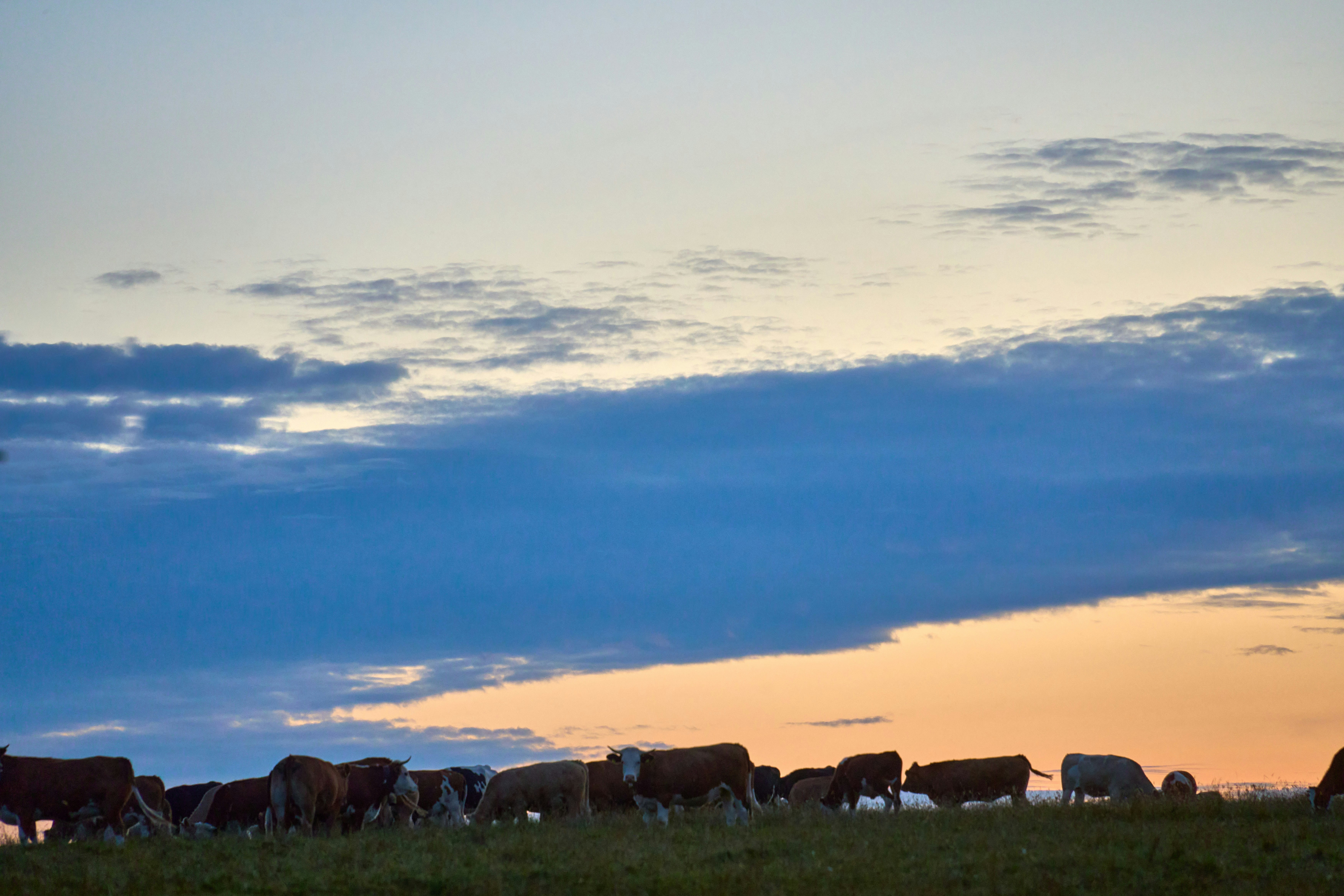 Photo by wolfgang_hasselmann