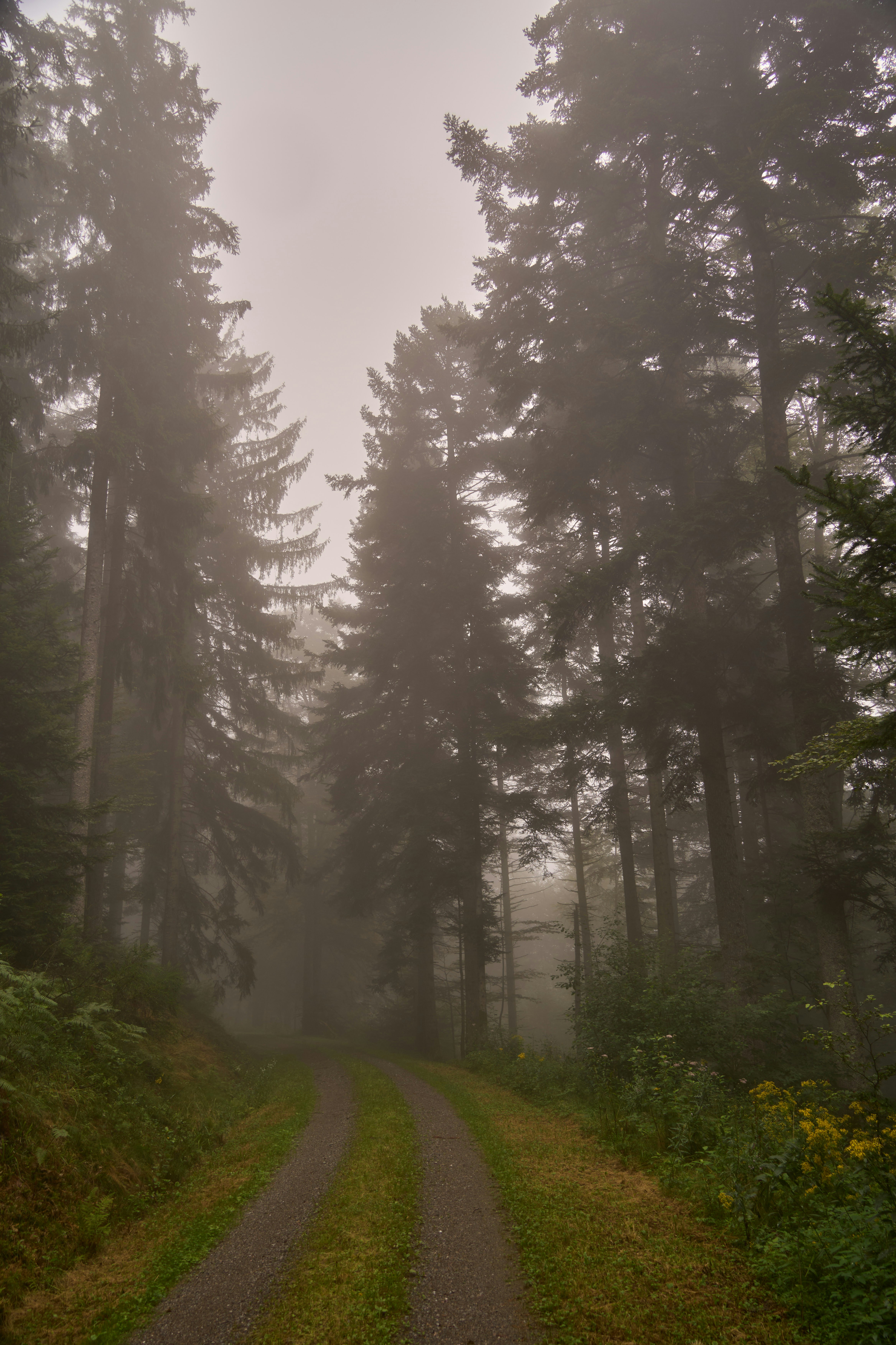 Photo by wolfgang_hasselmann