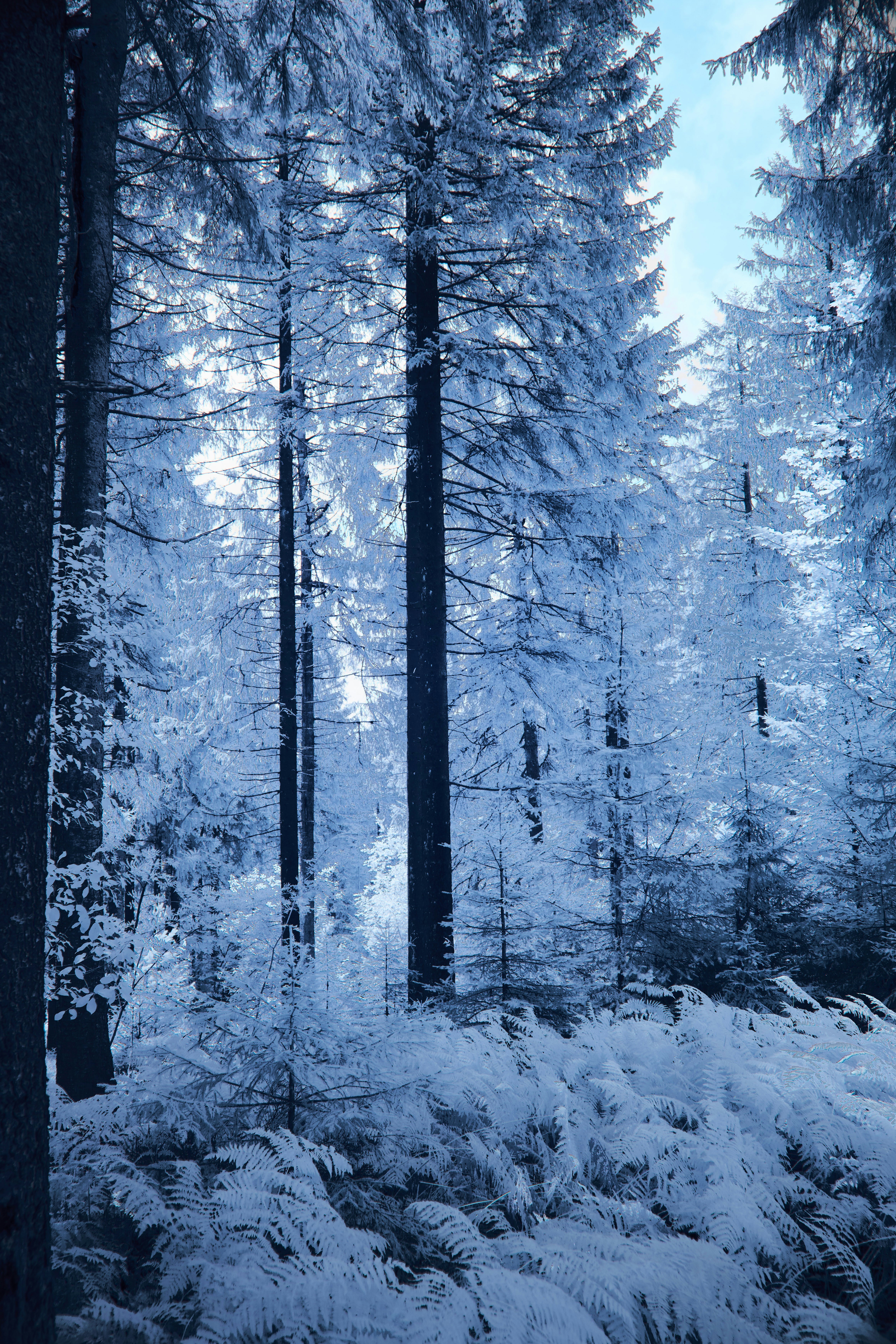 Photo by wolfgang_hasselmann