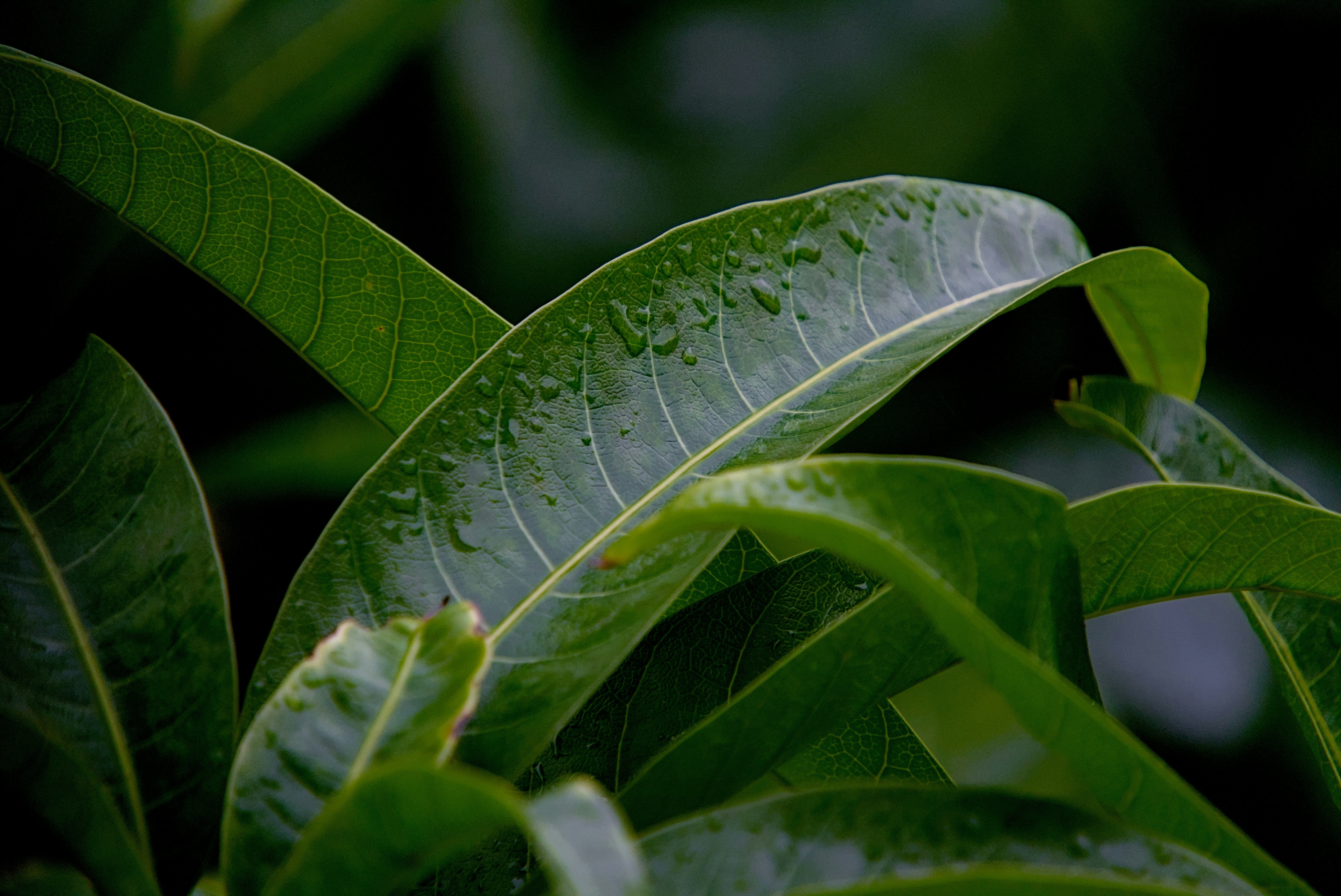 Photo by raja_clicks