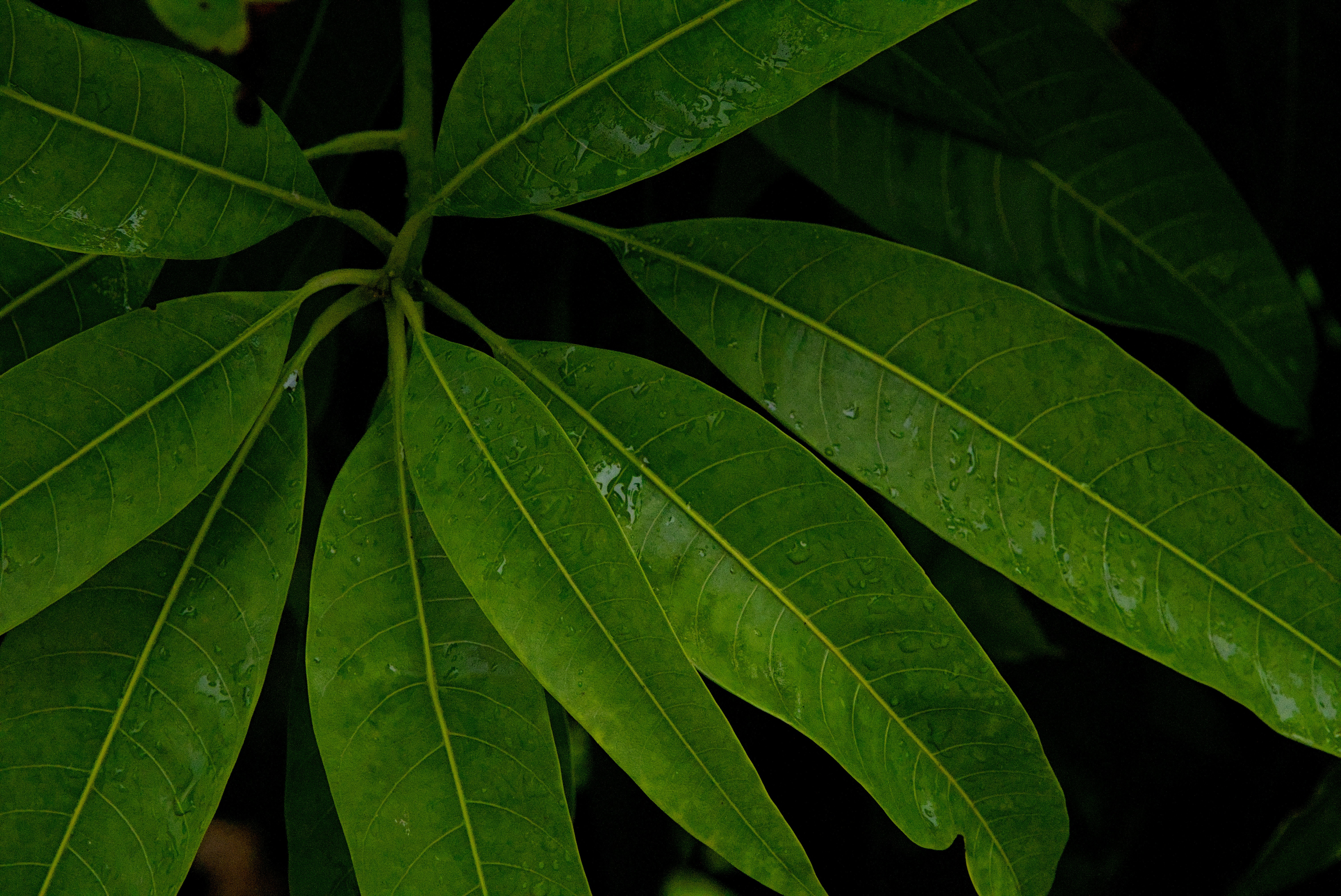 The Carbon Storage Champions (image credits: unsplash)