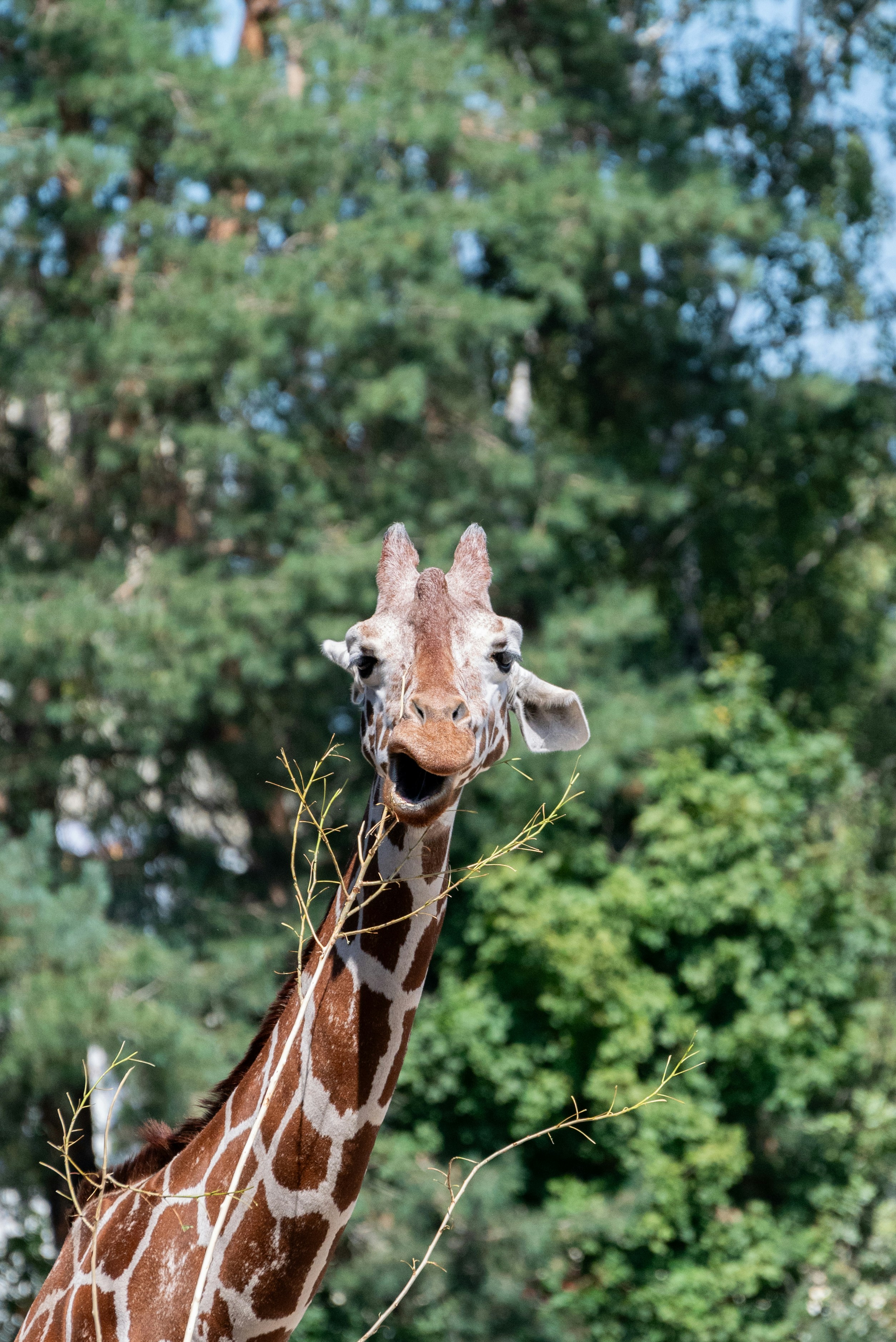 A giraffe standing next to a lush green forest