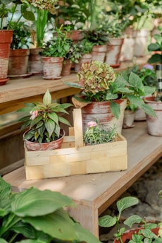 A bunch of plants that are on a table