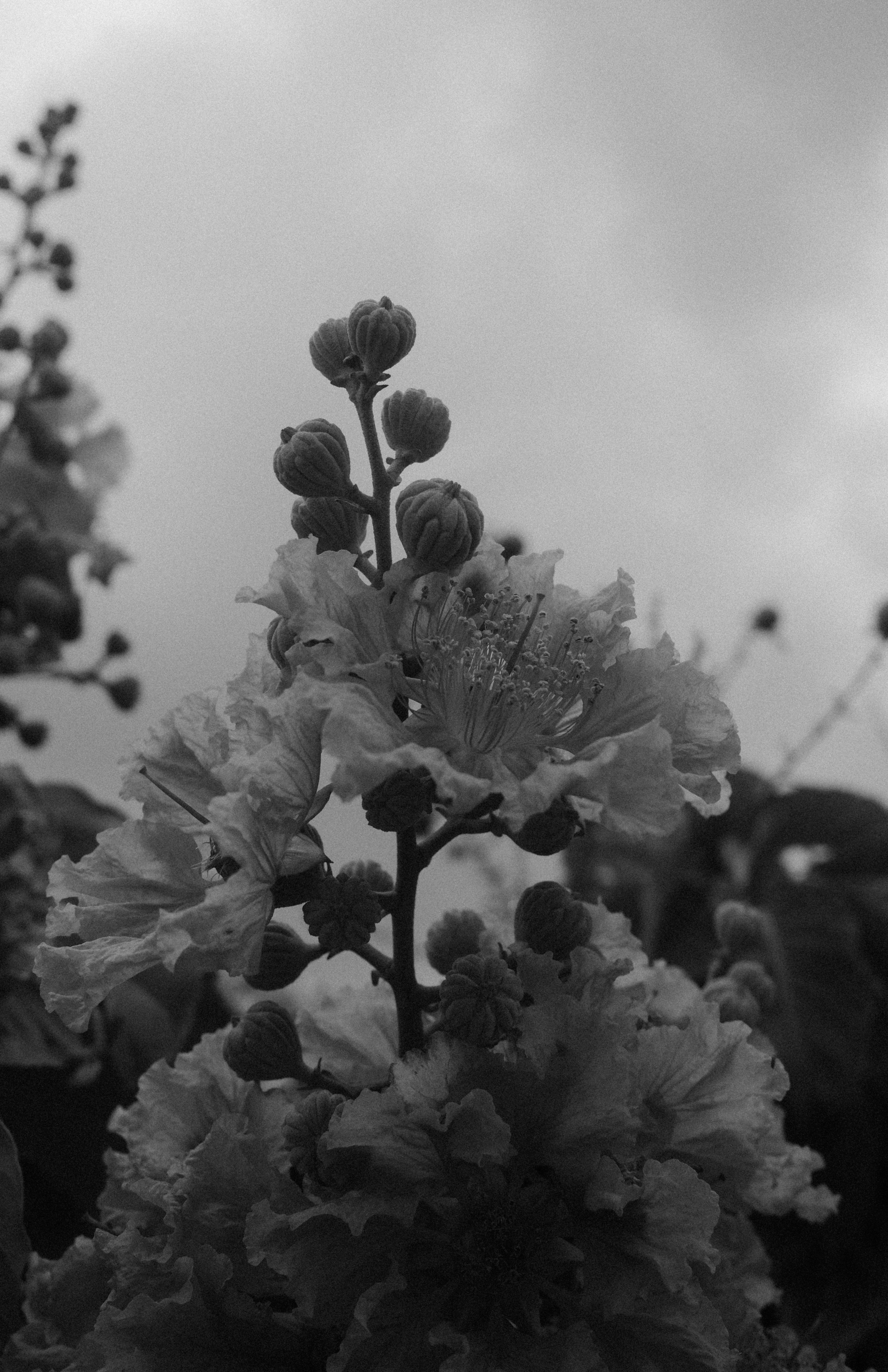 A black and white photo of some flowers
