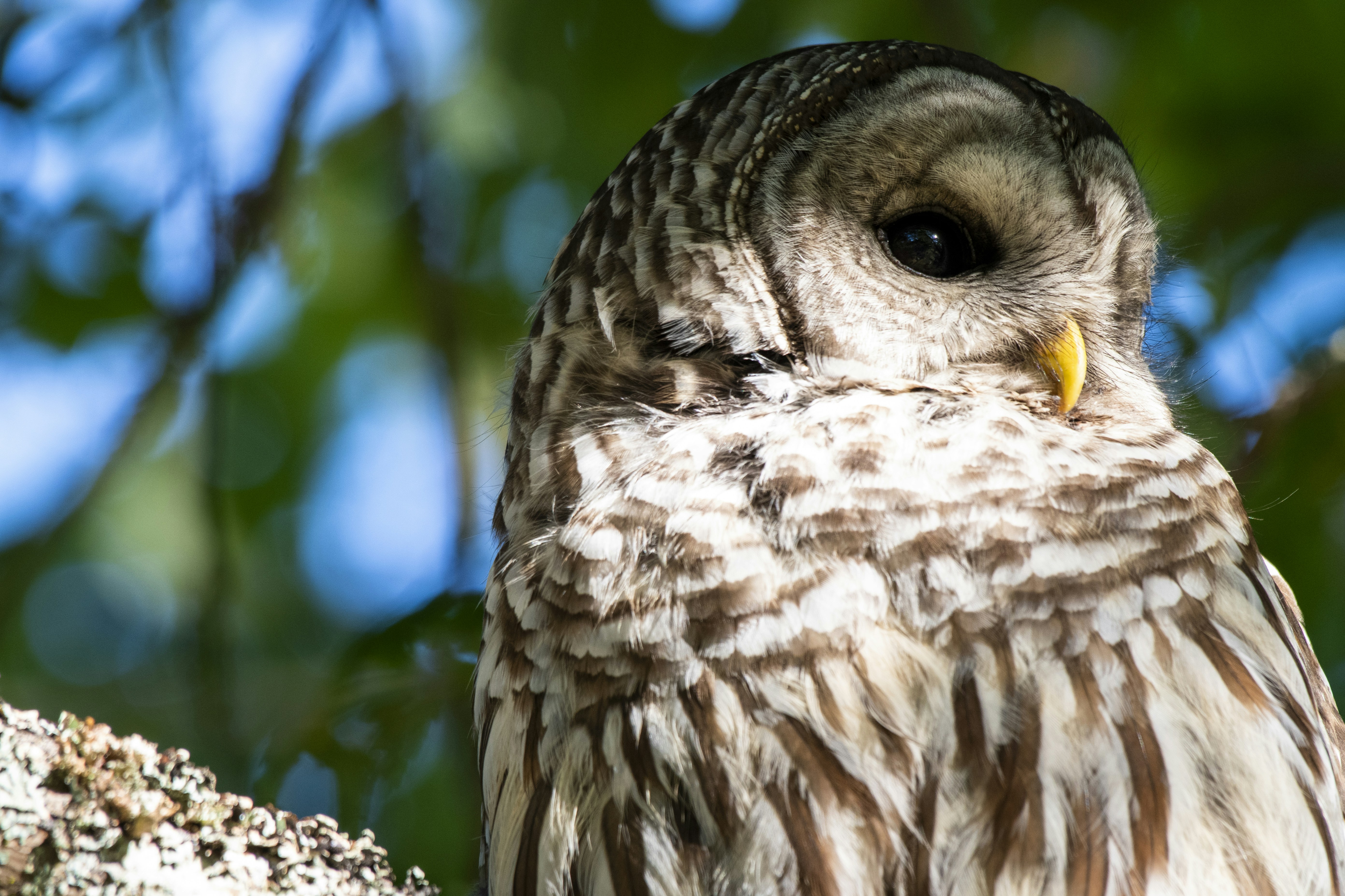 Uma coruja está sentada em um galho de árvore