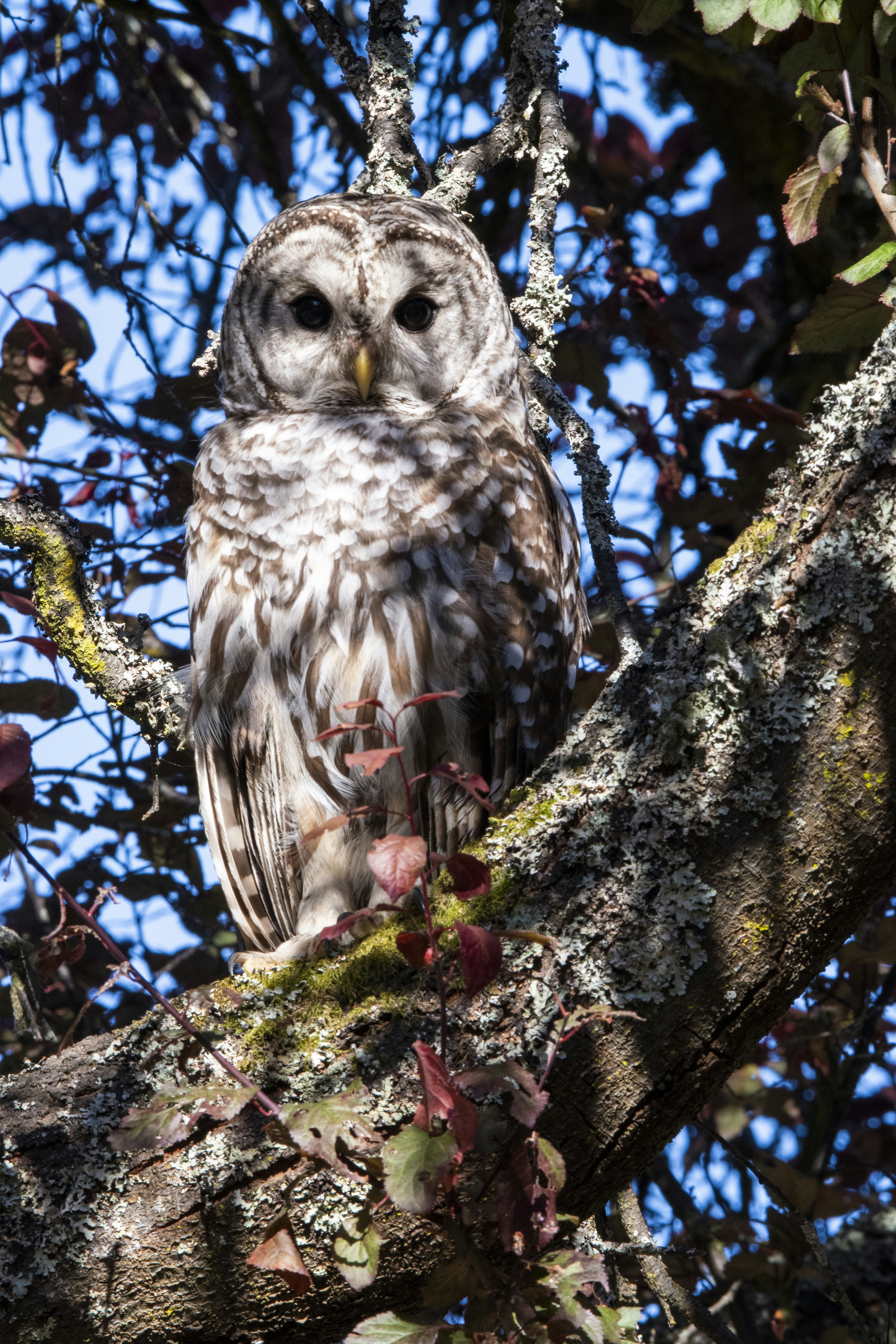Uma coruja está empoleirada em um galho de árvore
