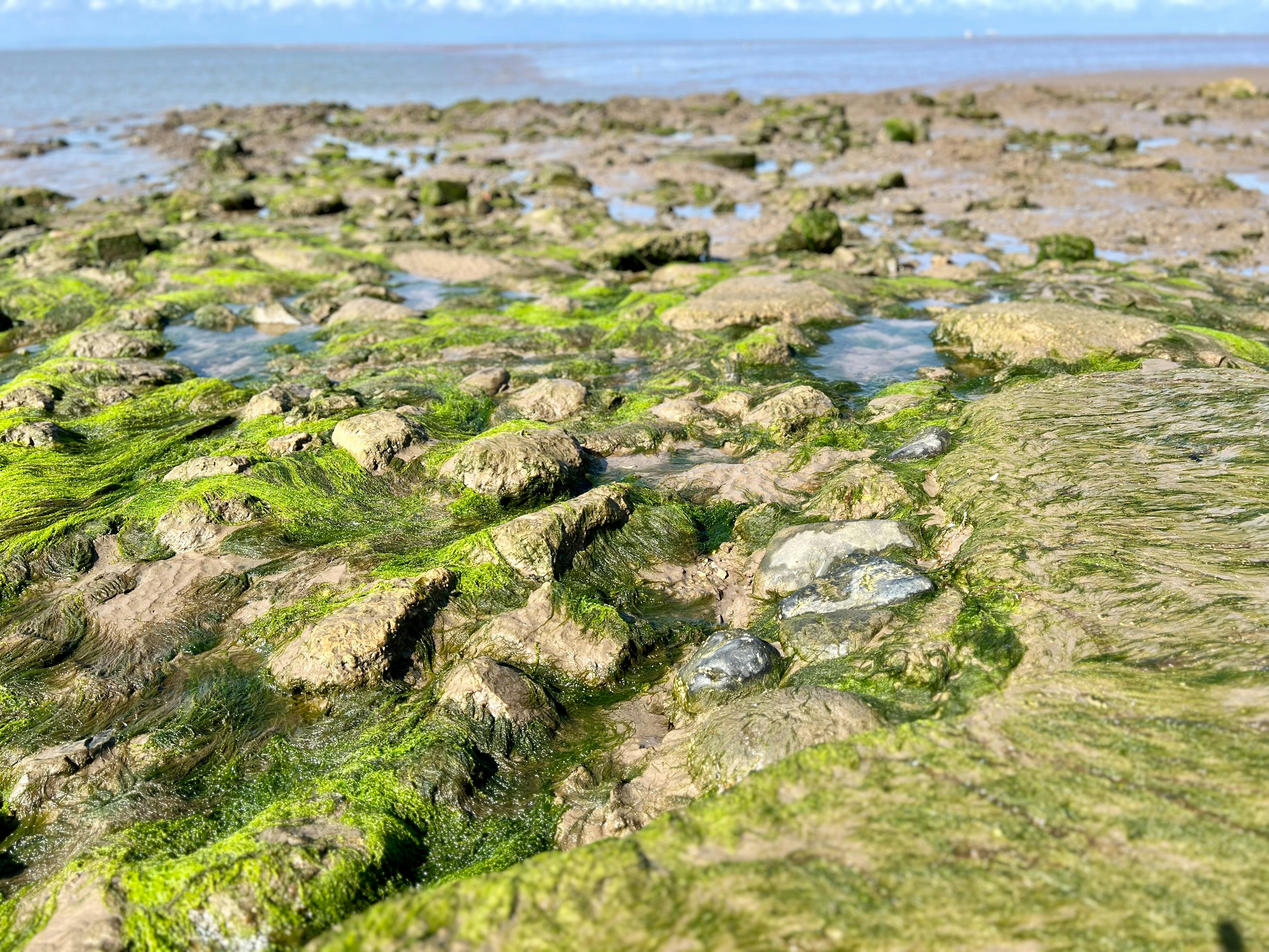 The Native Return: Britain's Oyster Beds Come Back to Life