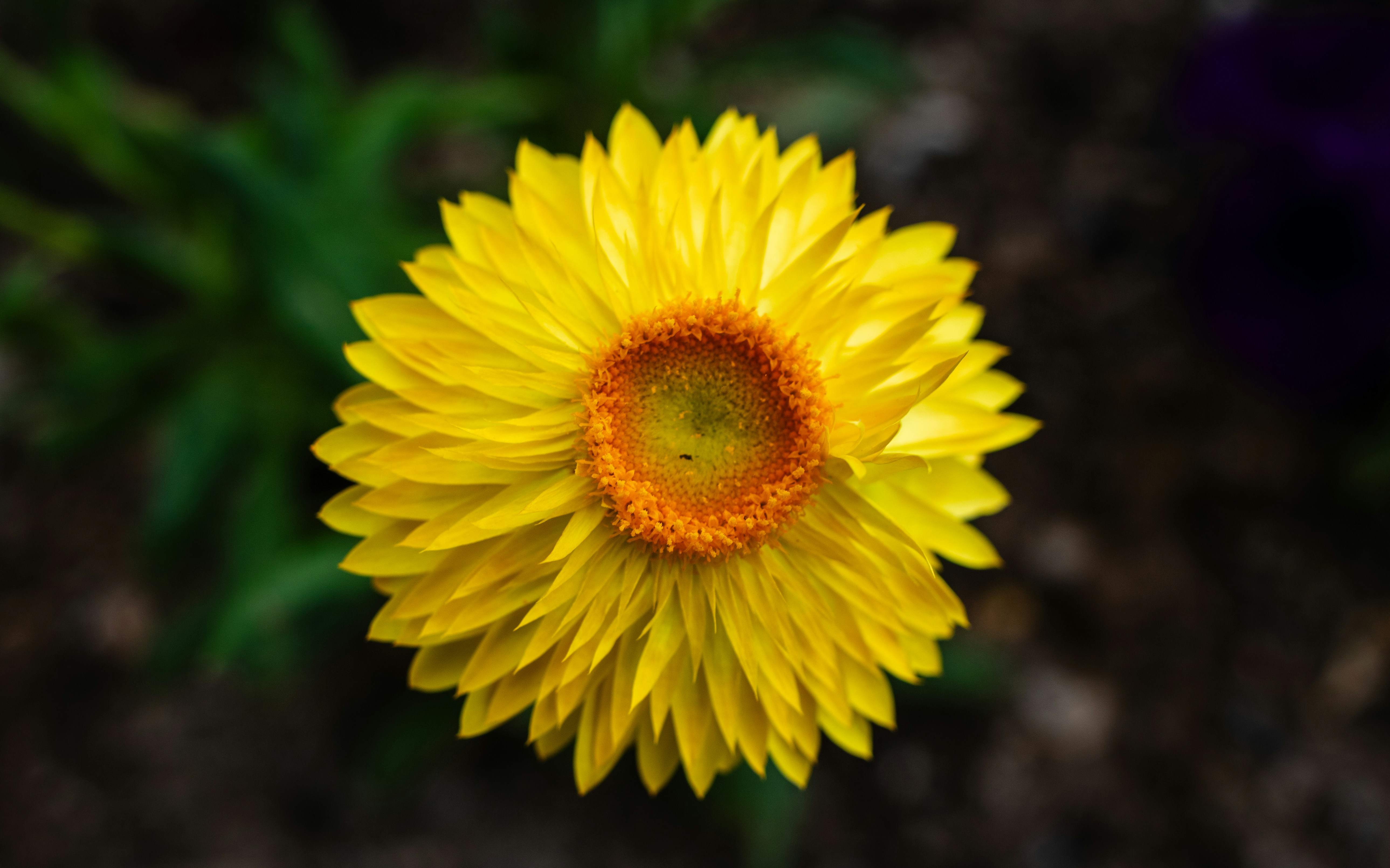 Photo by zoshuacolah