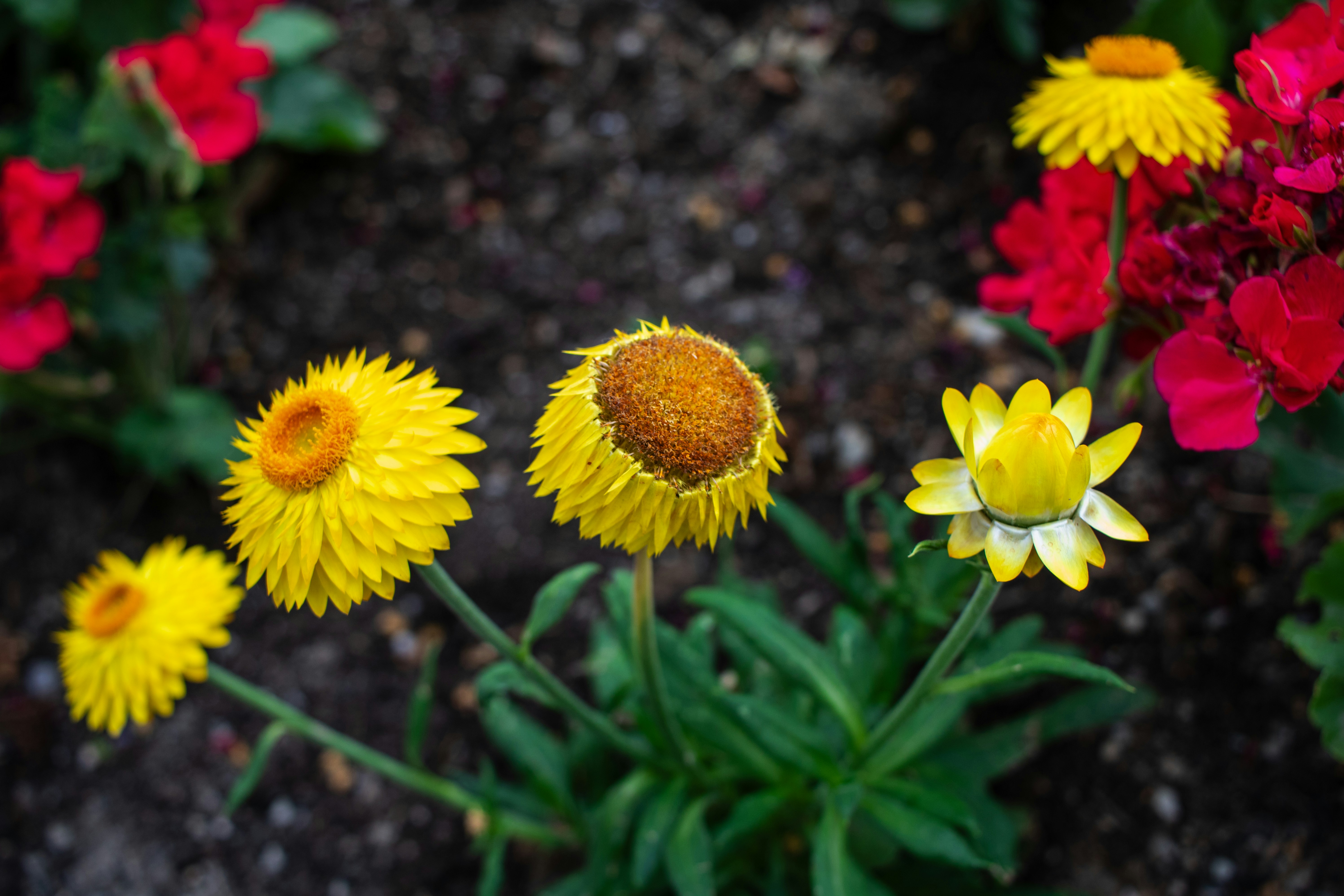 Photo by zoshuacolah