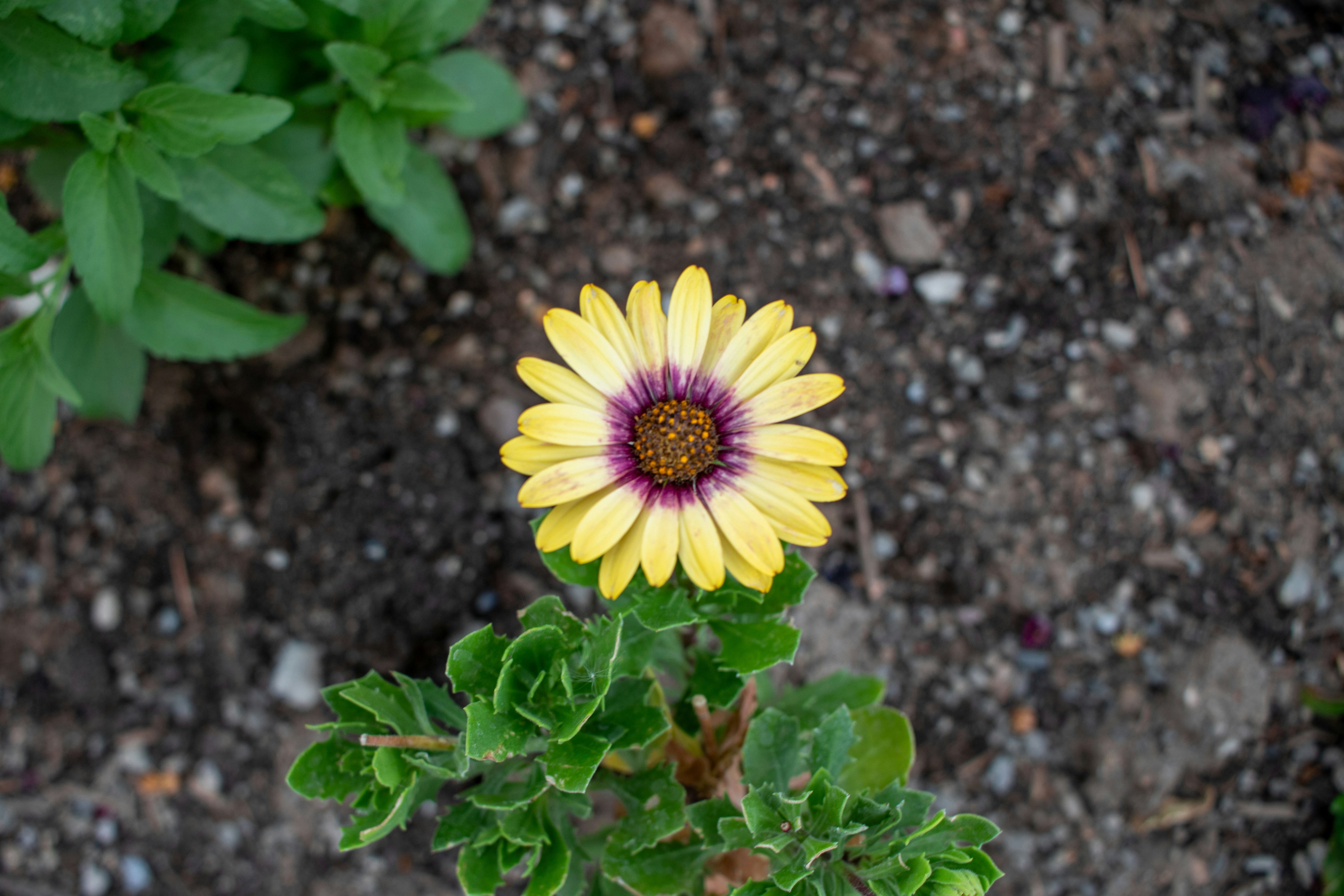 Photo by zoshuacolah