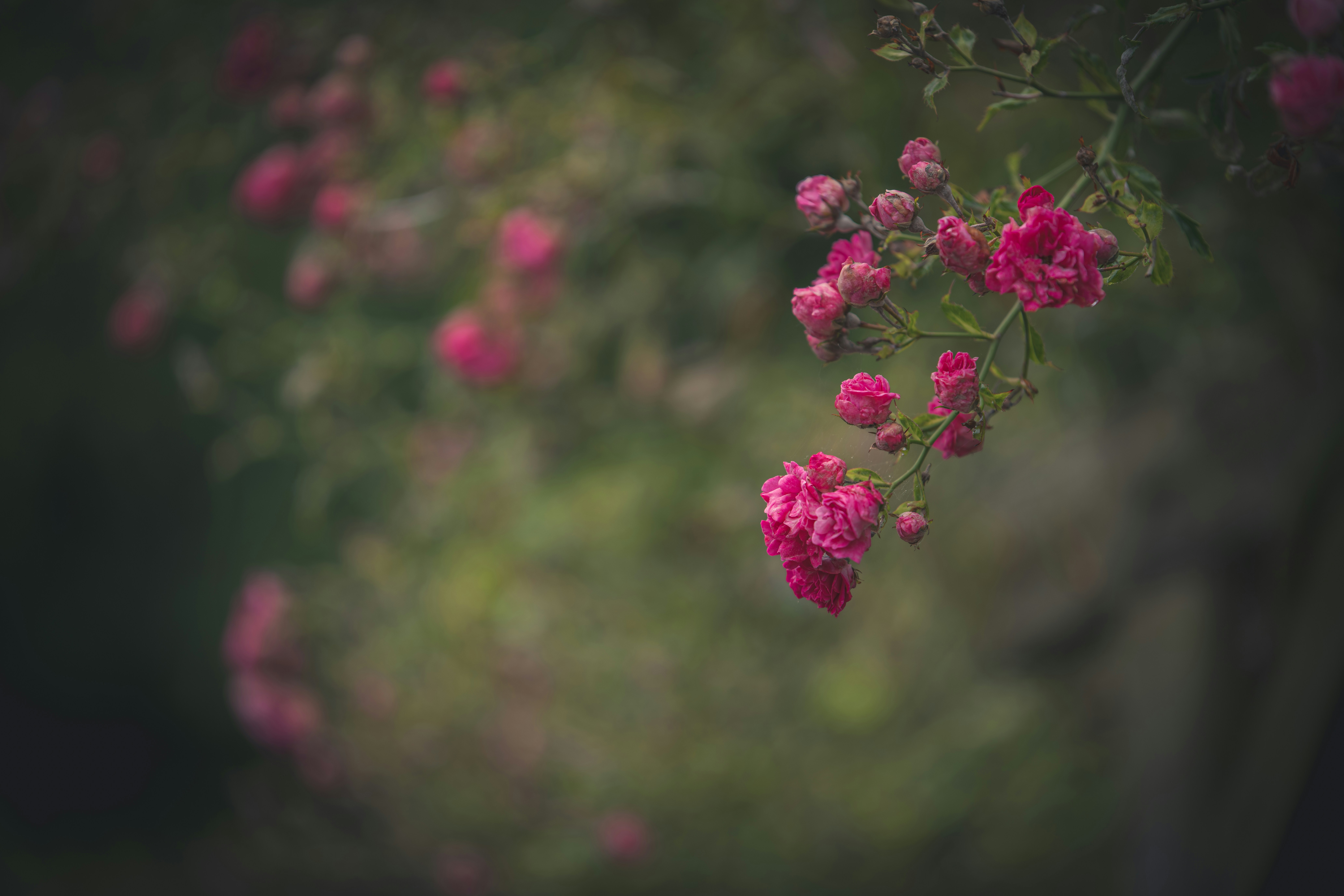 Photo by matt_captures_nature