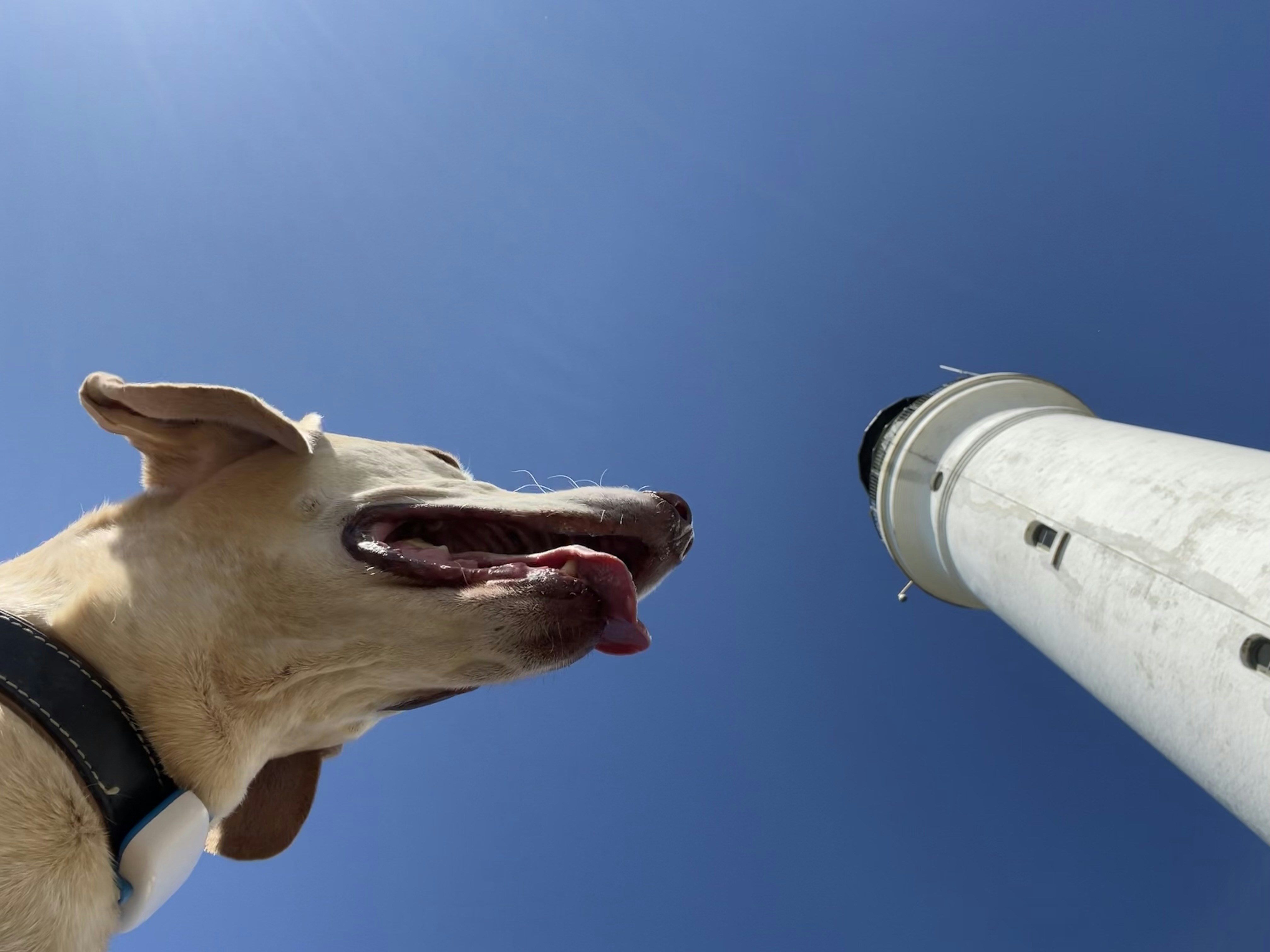 A dog looking up at a light pole