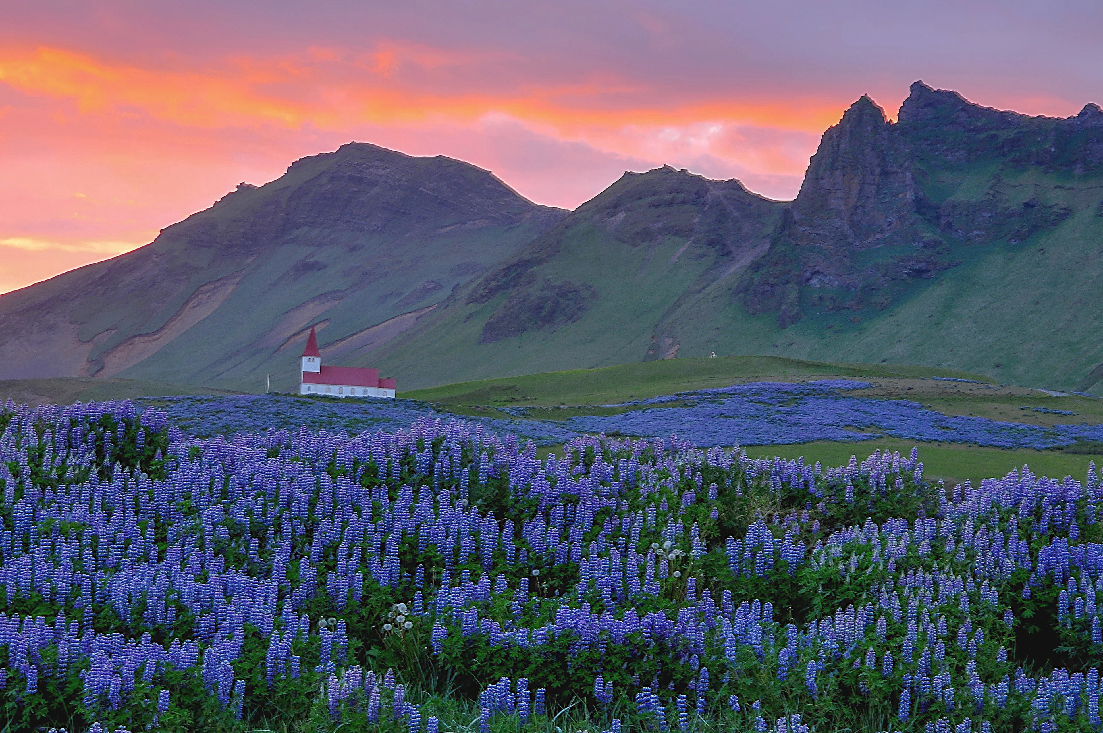 A field of flowering lupins and a white church with a red roof below the hills at sunset, Vík, south Iceland