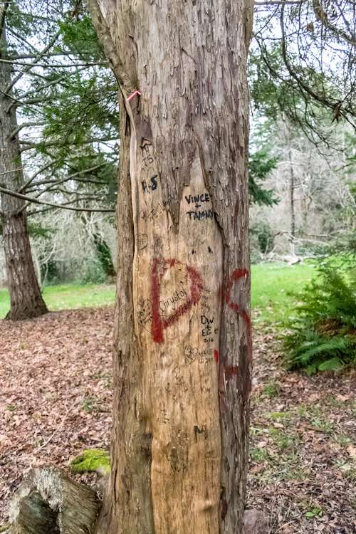 Emergency tree removal after storm damage