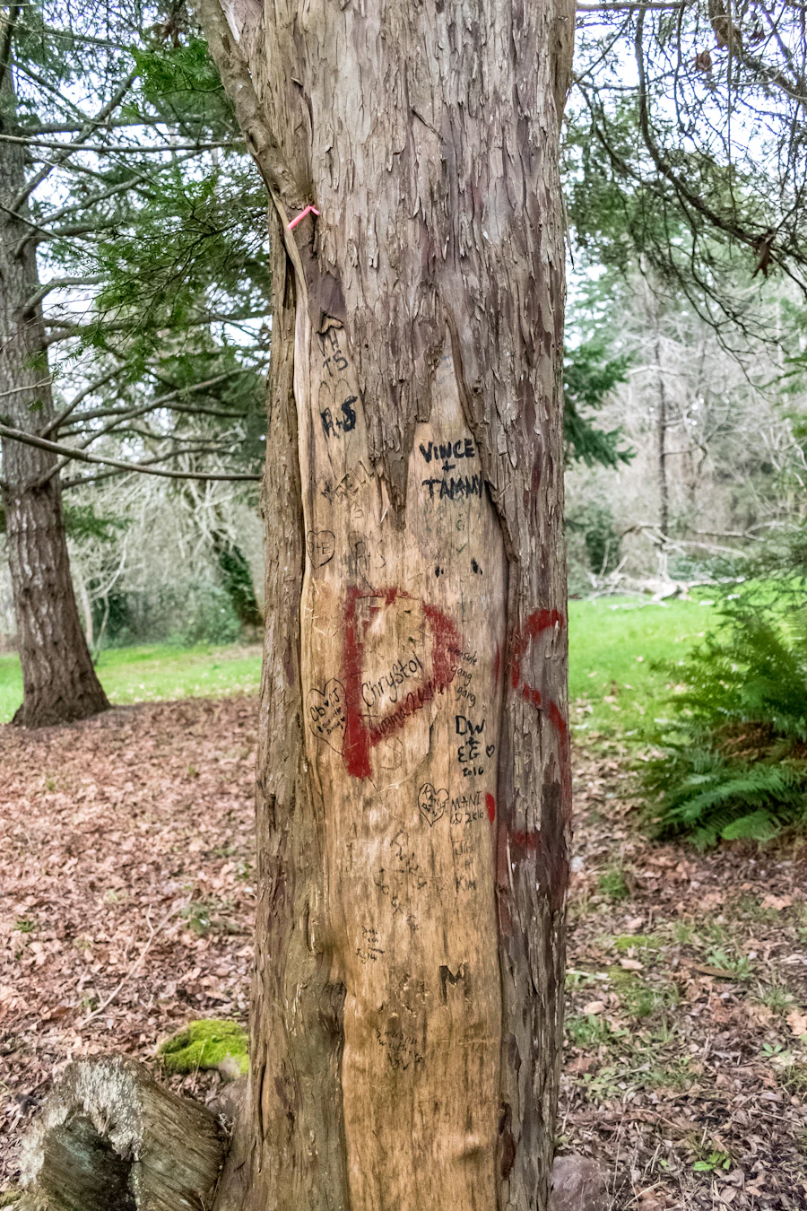 Hazardous leaning tree before removal