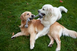 Two dogs playing tug of war with each other