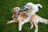 Two dogs playing tug of war with each other